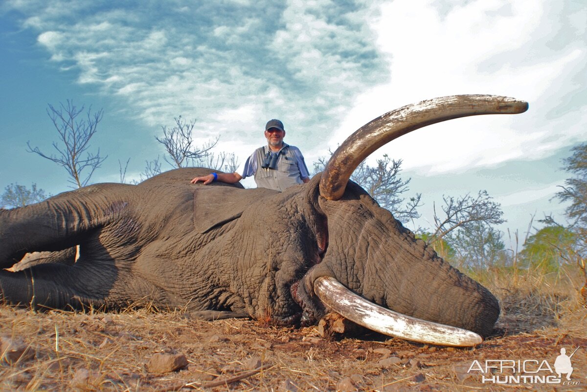 Hunting Elephant