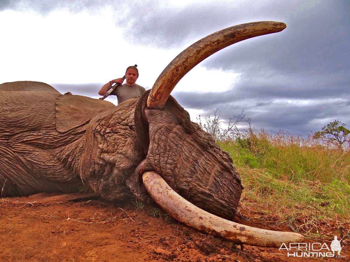 Hunting Elephant