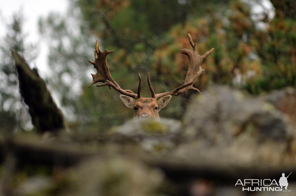 Hunting Fallow Deer in France