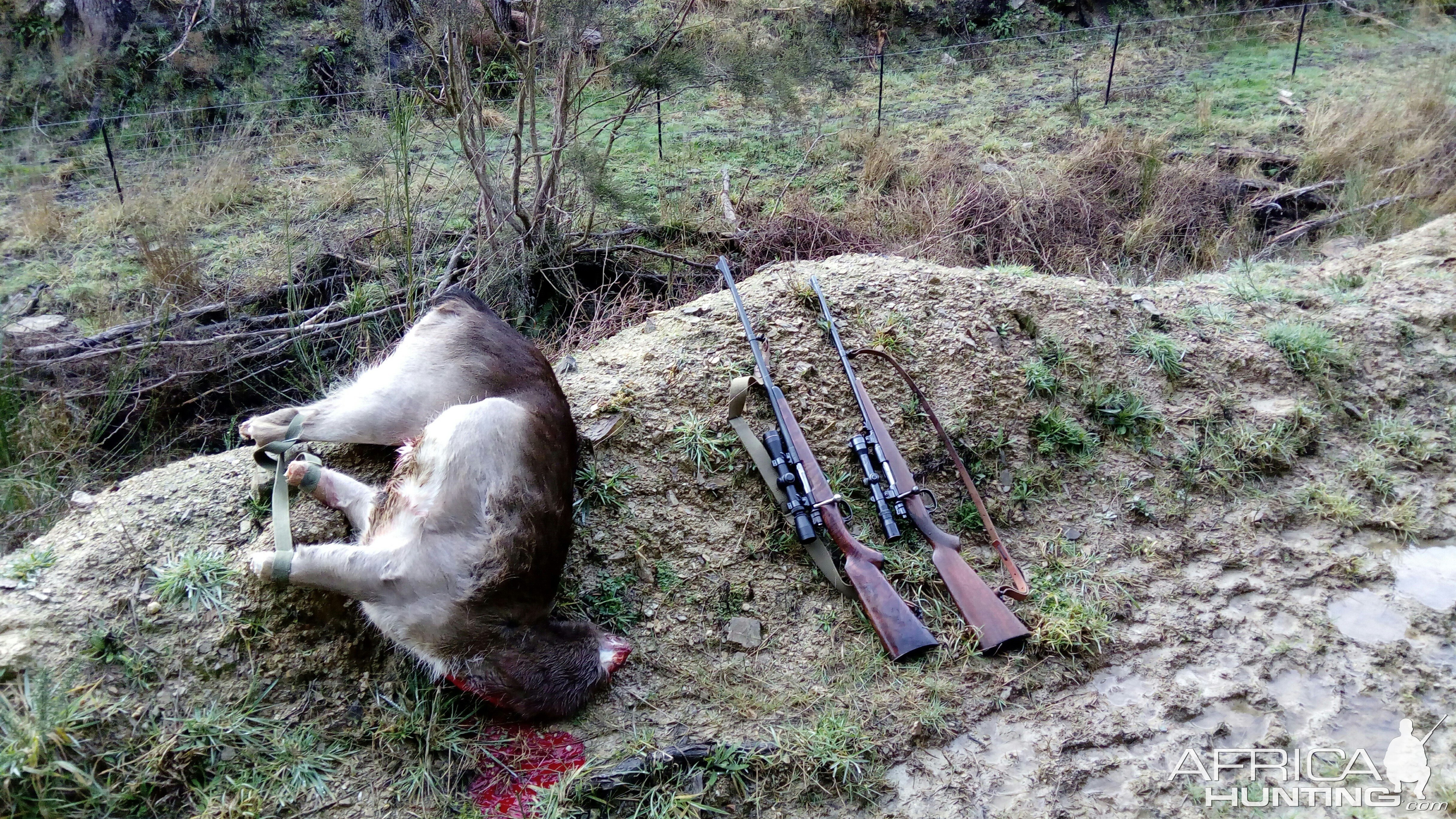 Hunting Fallow Deer in New Zealand