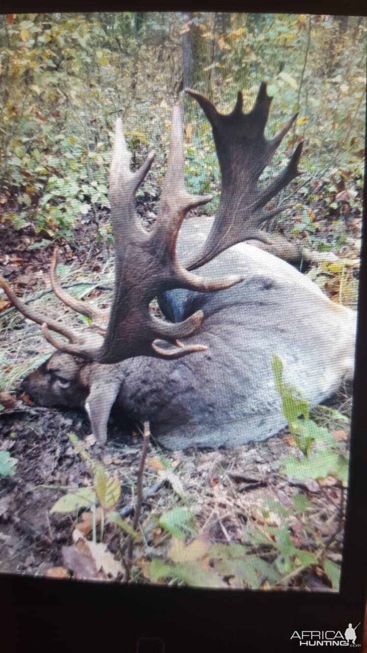 Hunting Fallow Deer in Romania