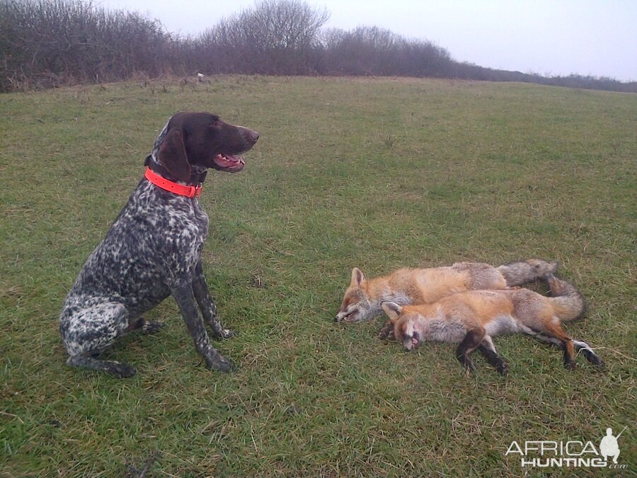 Hunting Fox in Romania