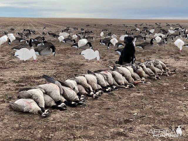 Hunting geese