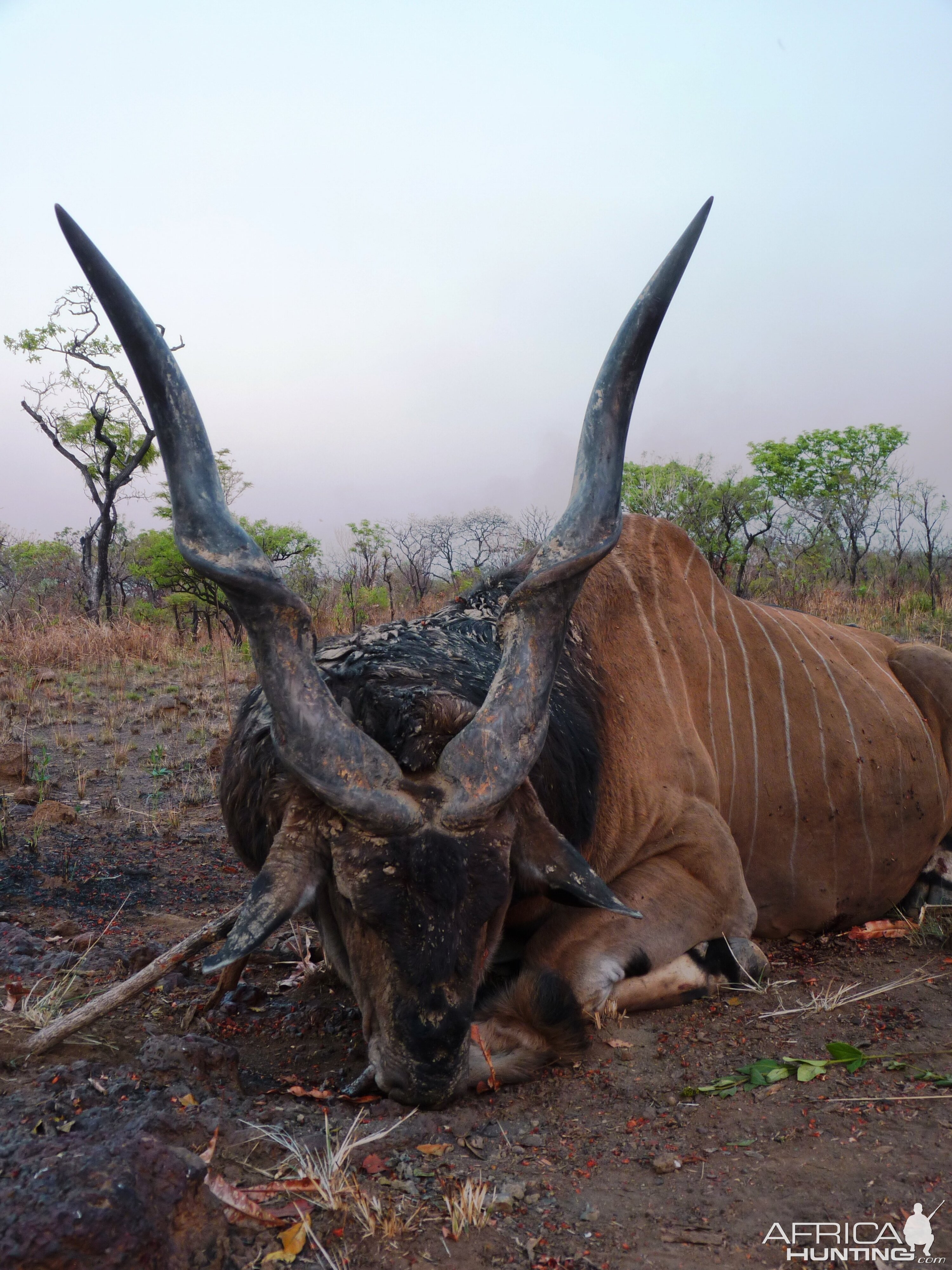 Hunting Giant Eland in Central African Republic