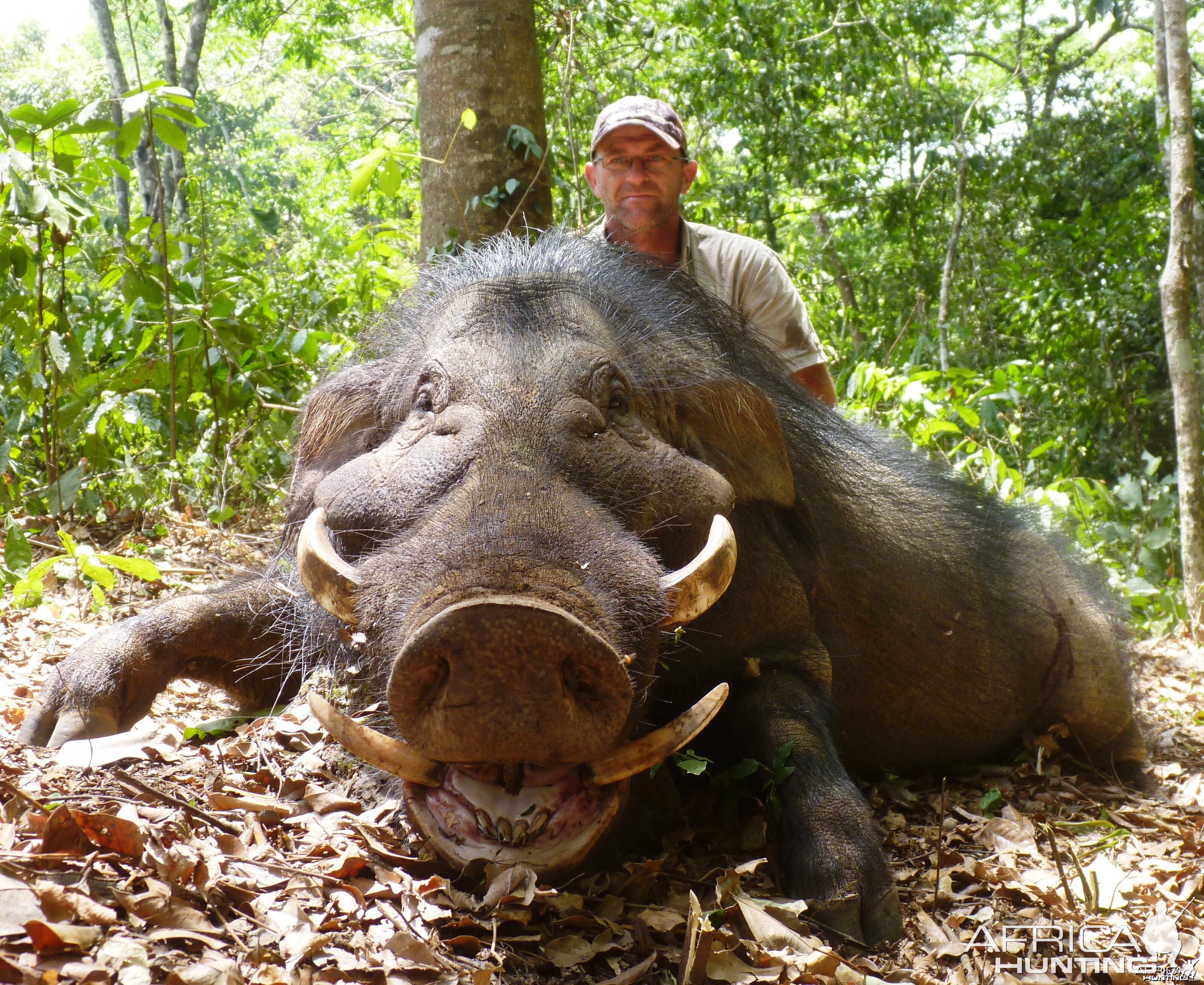 Hunting Giant Forest Hog in CAR