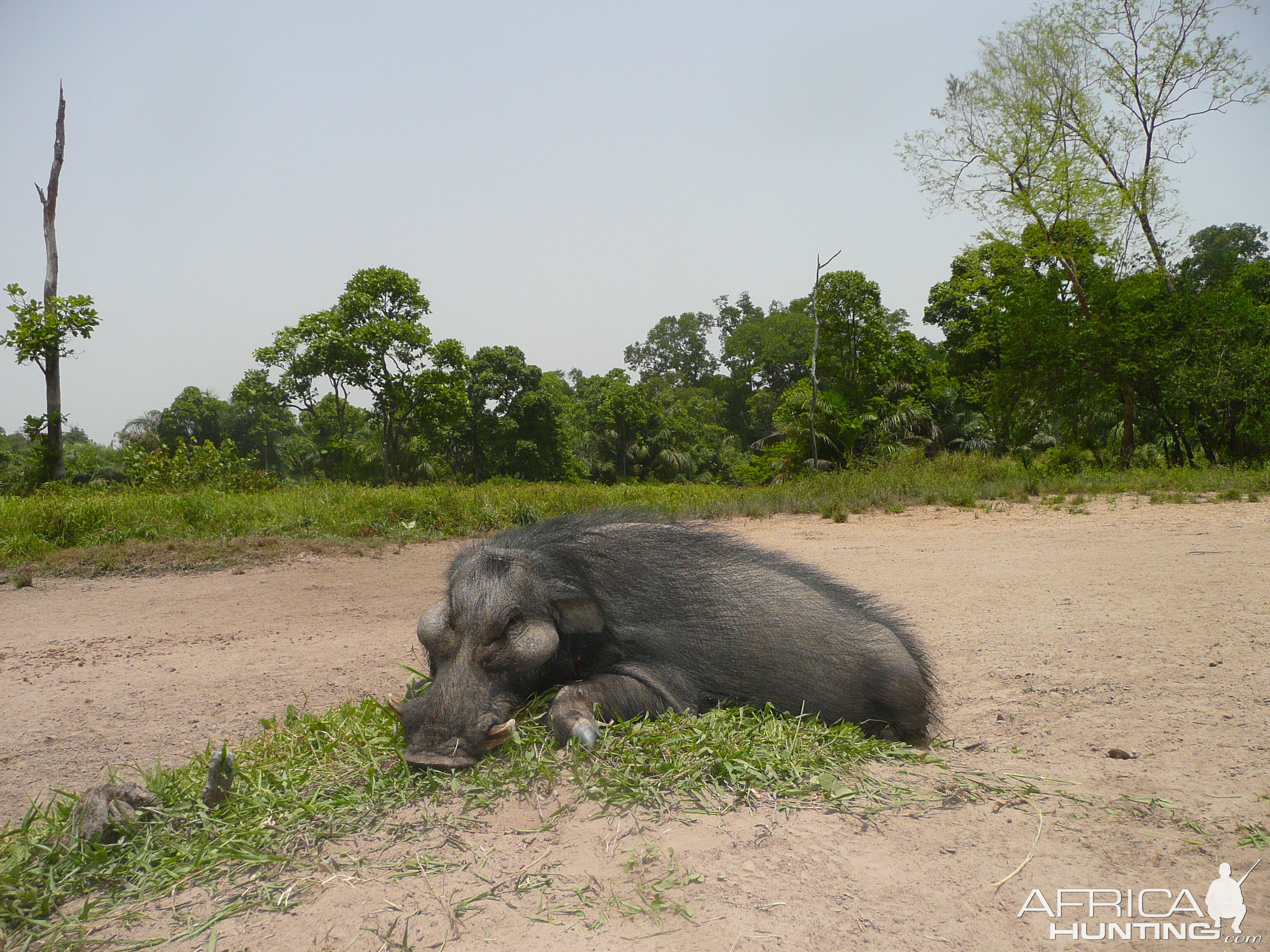 Hunting Giant Forest Hog in Central Africa | AfricaHunting.com