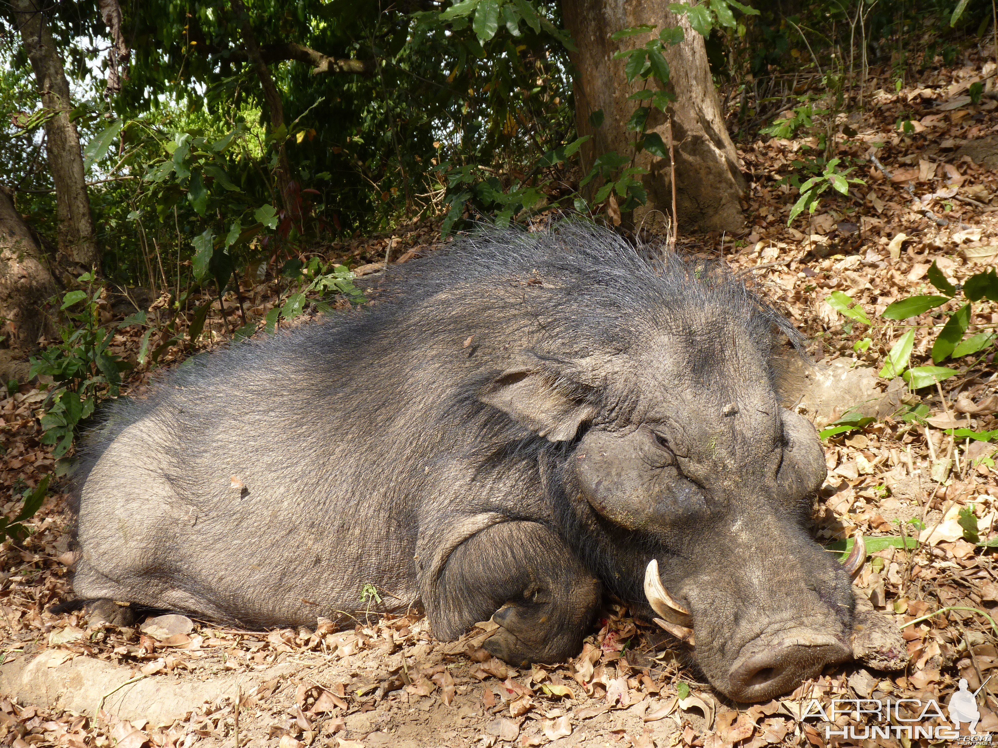 Hunting Giant Forest Hog in Central African Republic