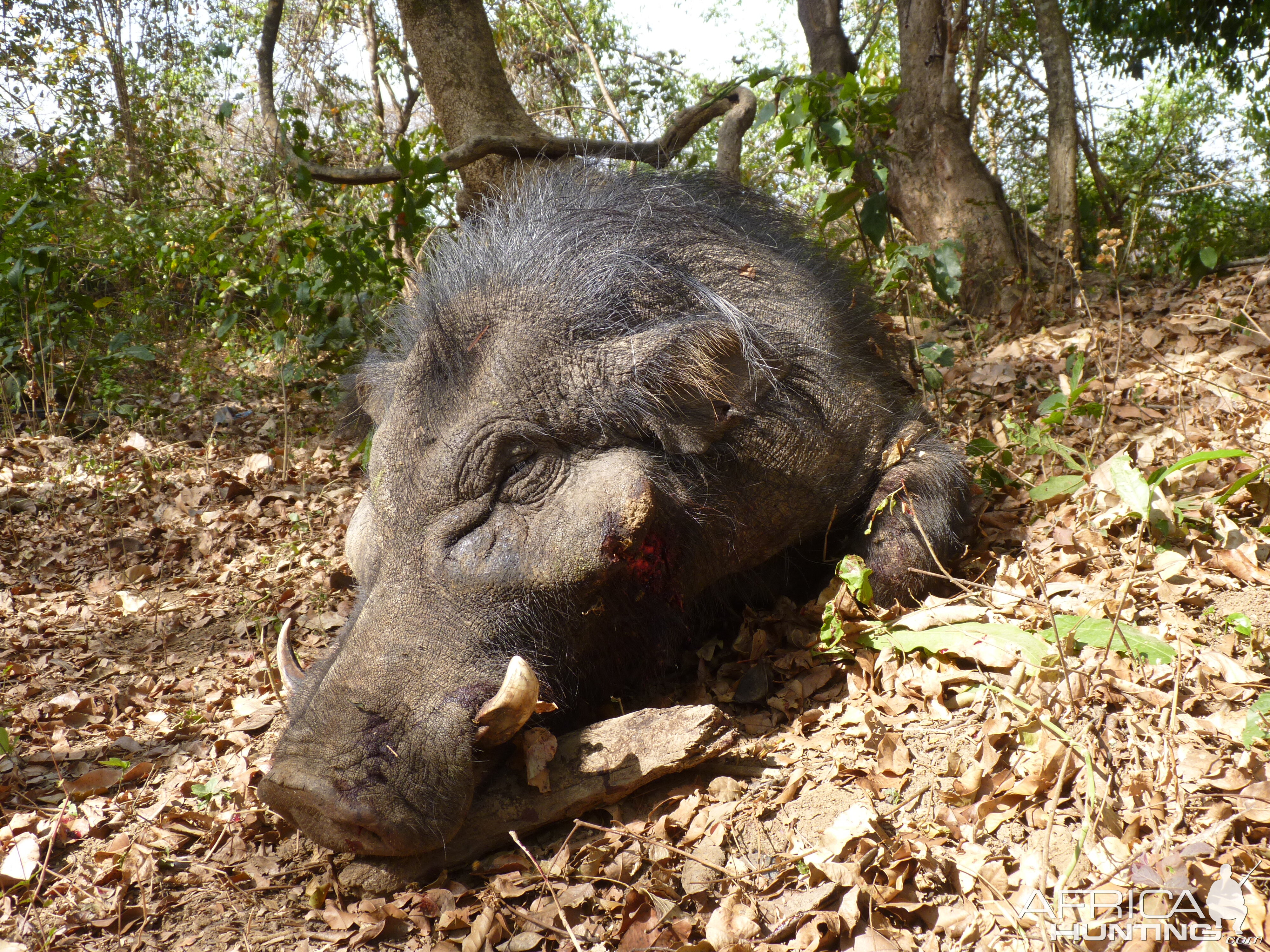 Hunting Giant Forest Hog in Central African Republic