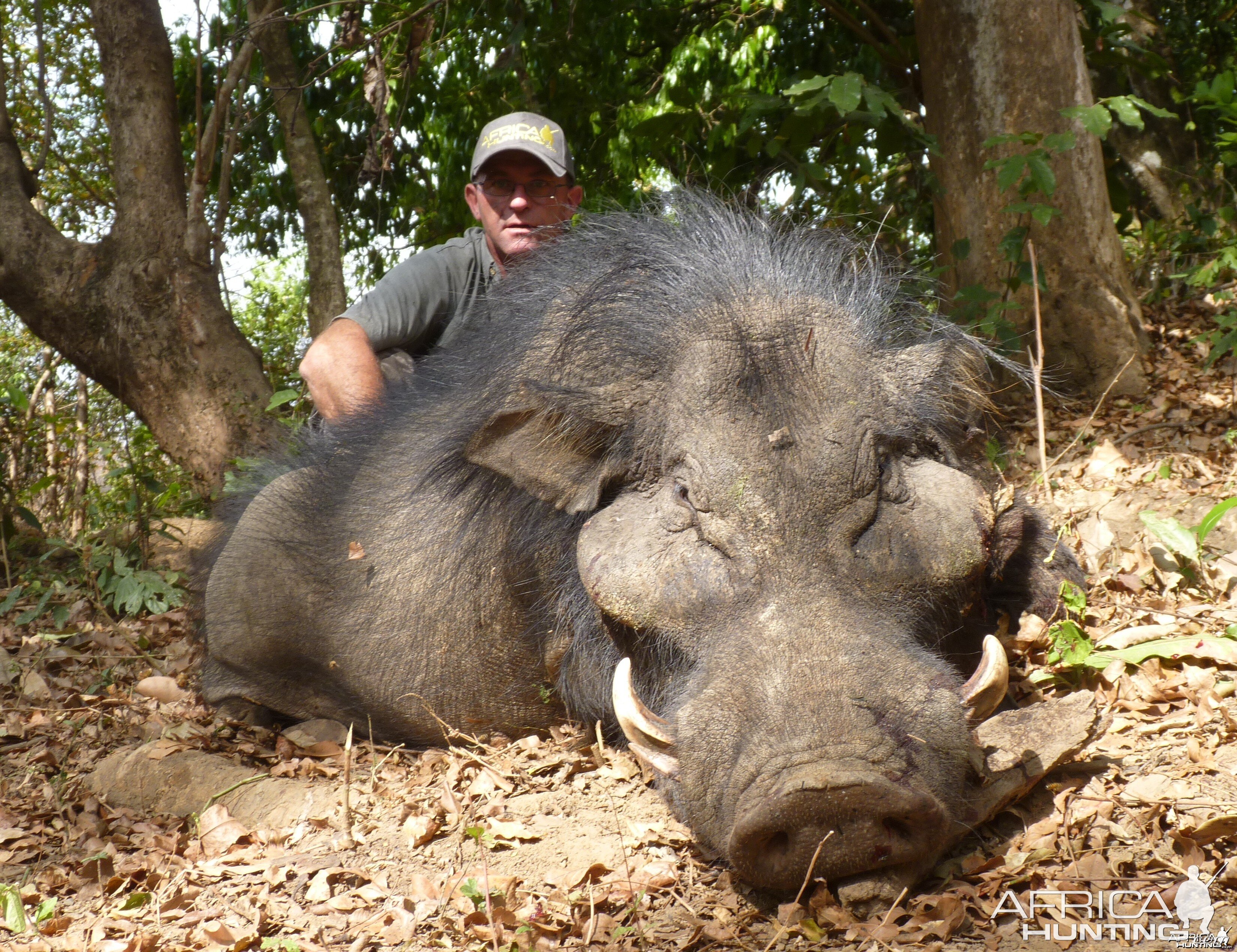 Hunting Giant Forest Hog in Central African Republic