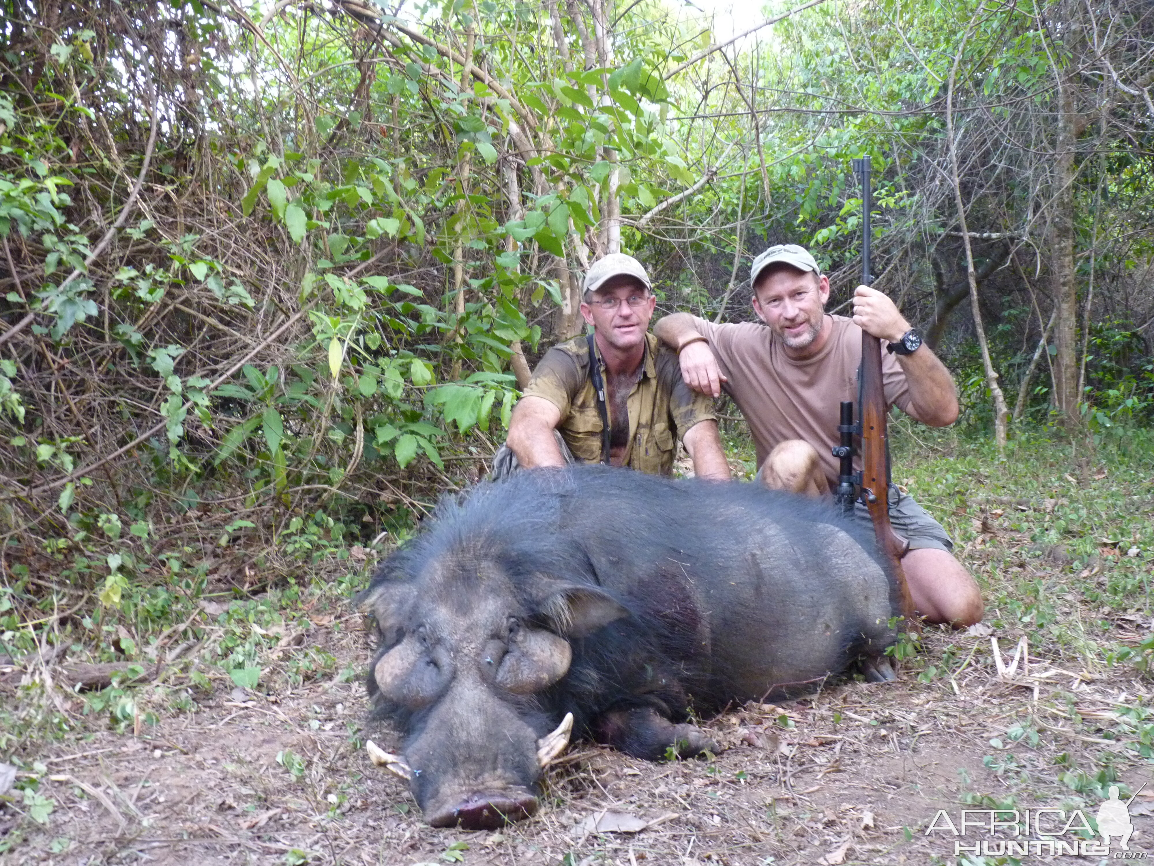 Hunting Giant Forest Hog in Central African Republic