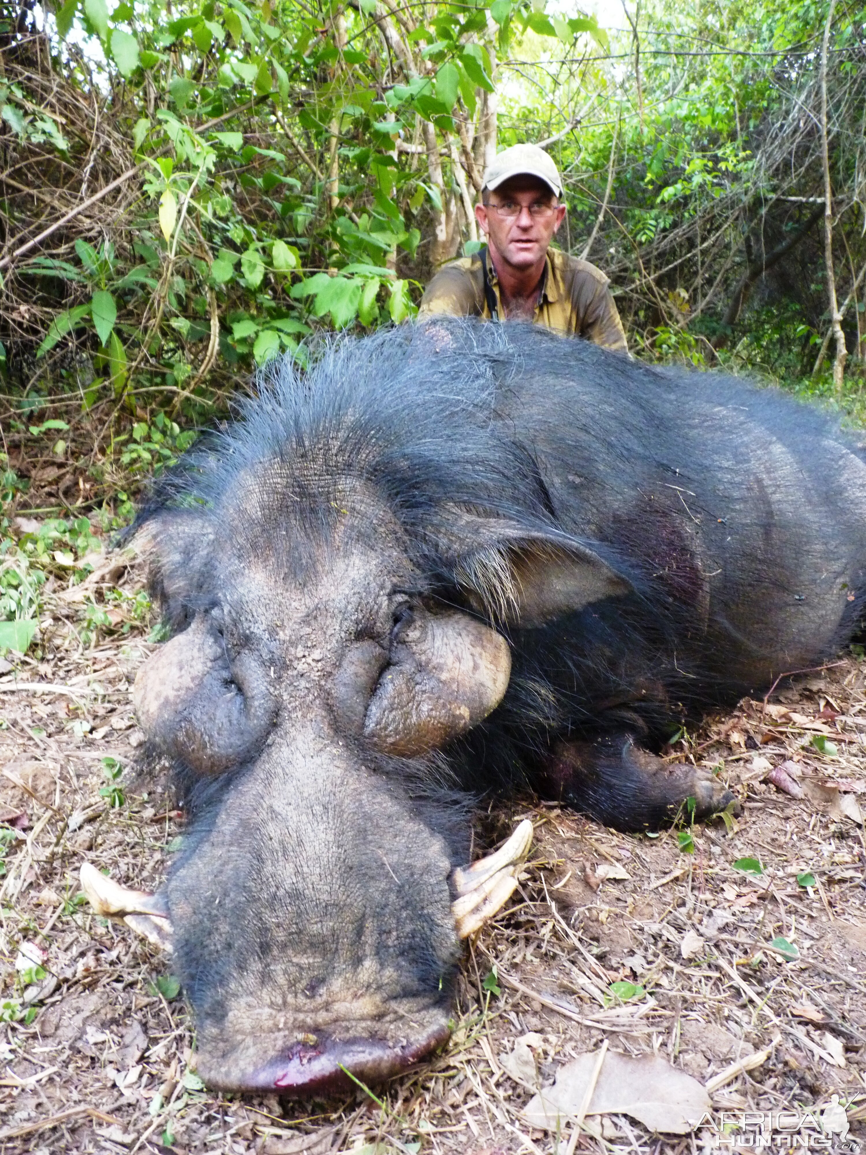 Hunting Giant Forest Hog in Central African Republic