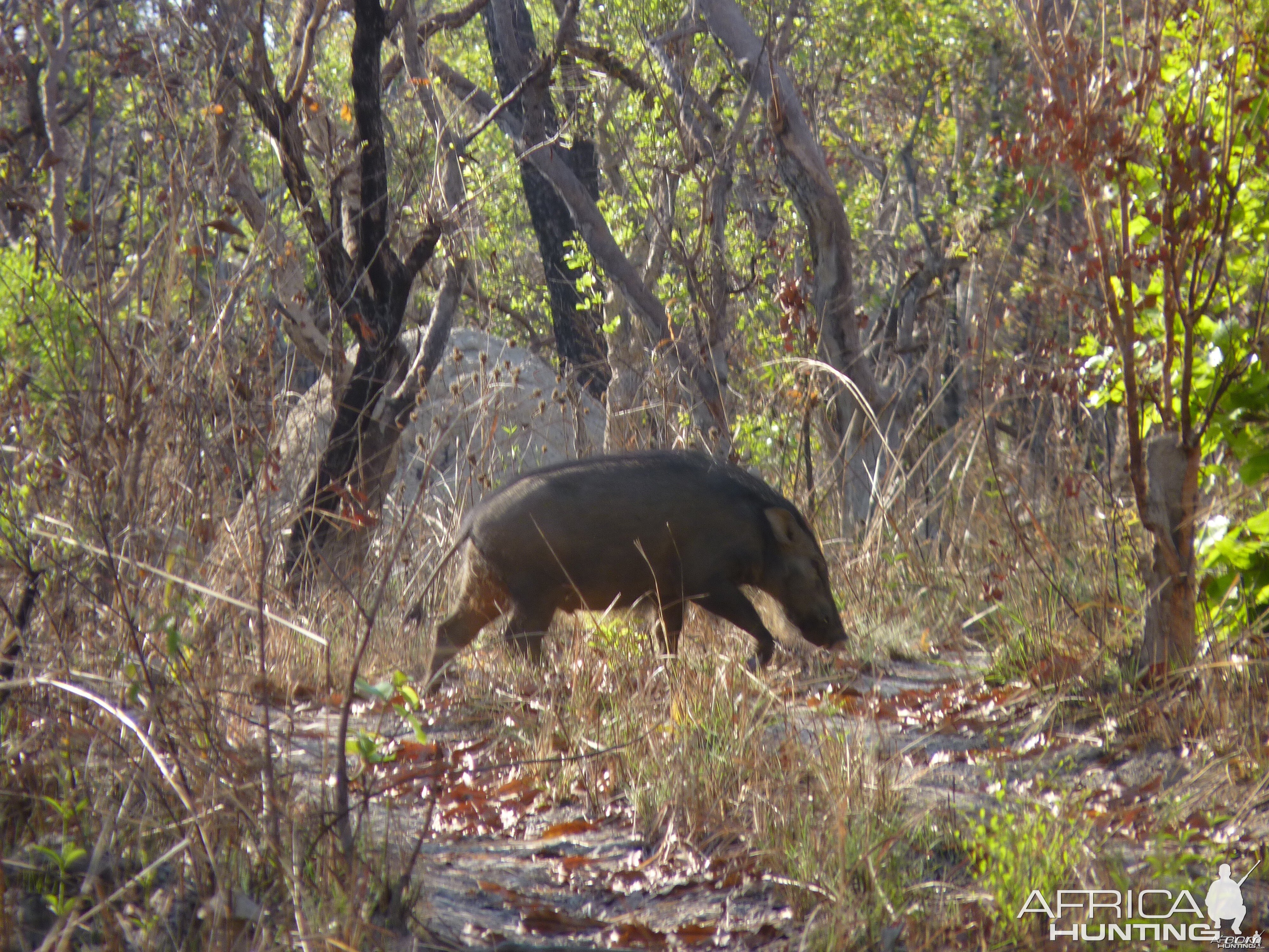 Hunting Giant Forest Hog in Central African Republic