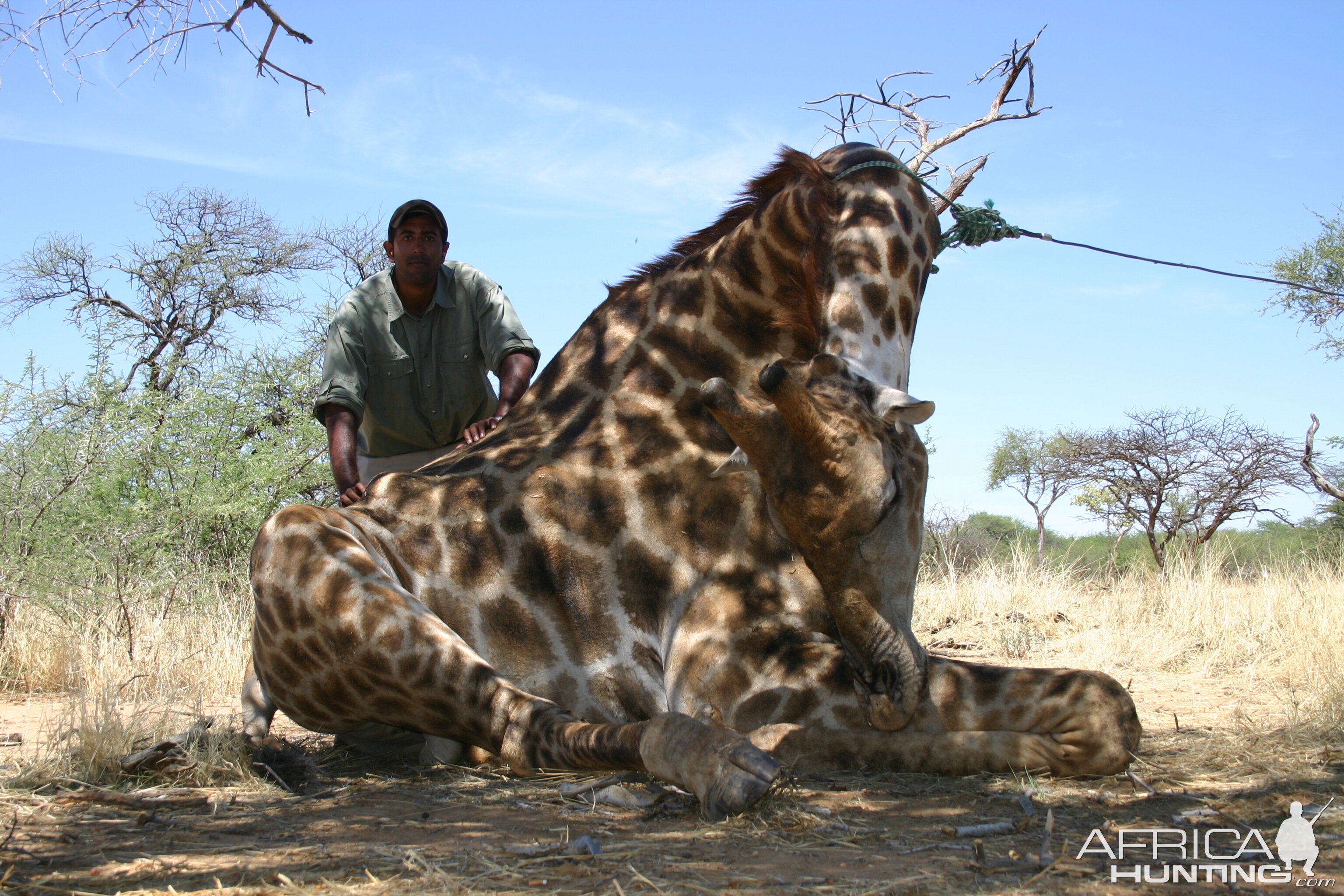 Hunting Giraffe in Namibia