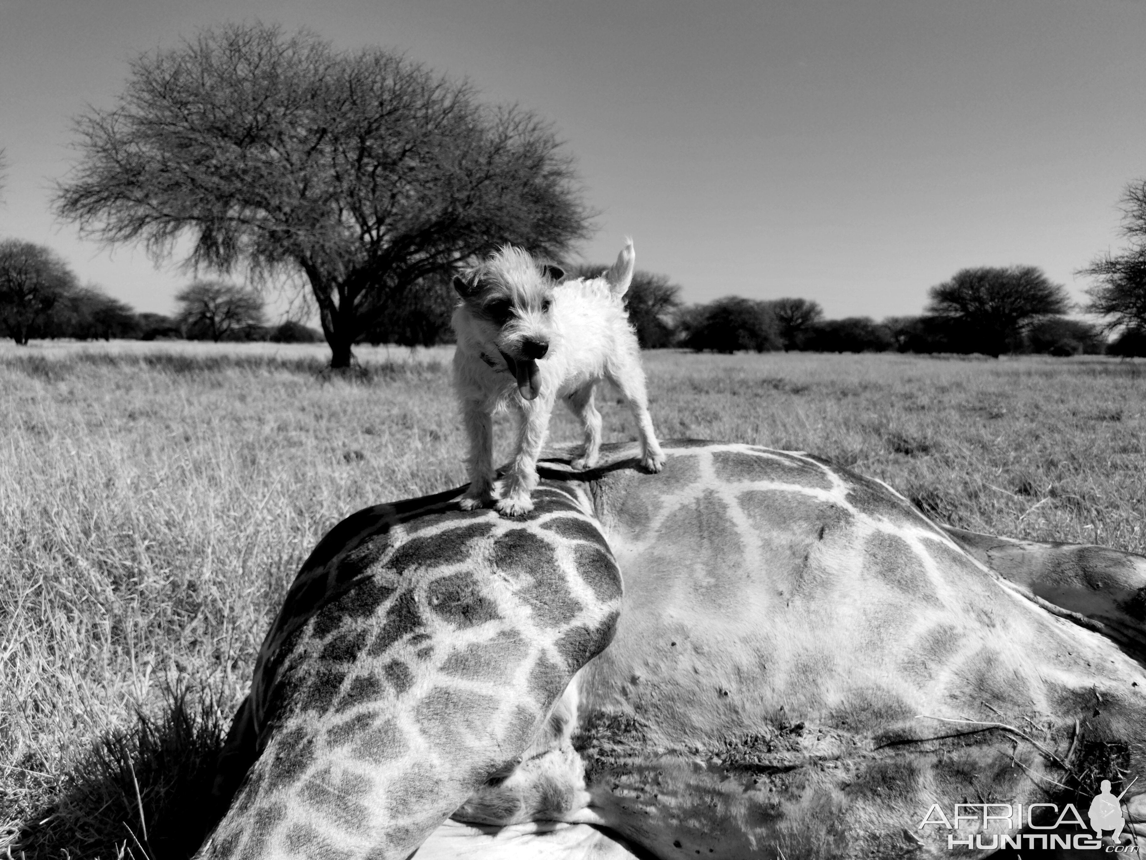 Hunting Giraffe in South Africa