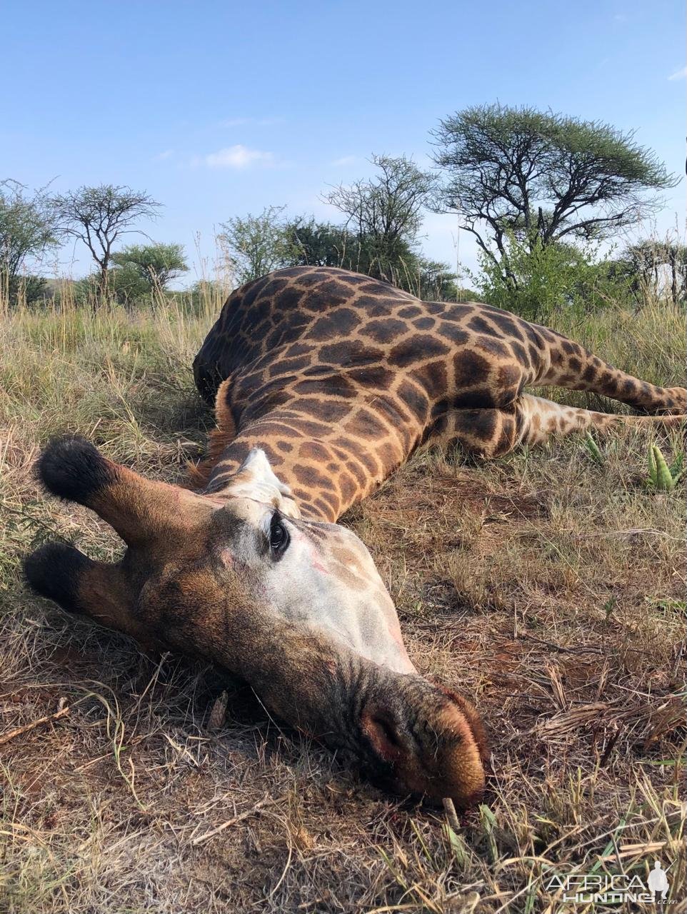 Hunting Giraffe South Africa