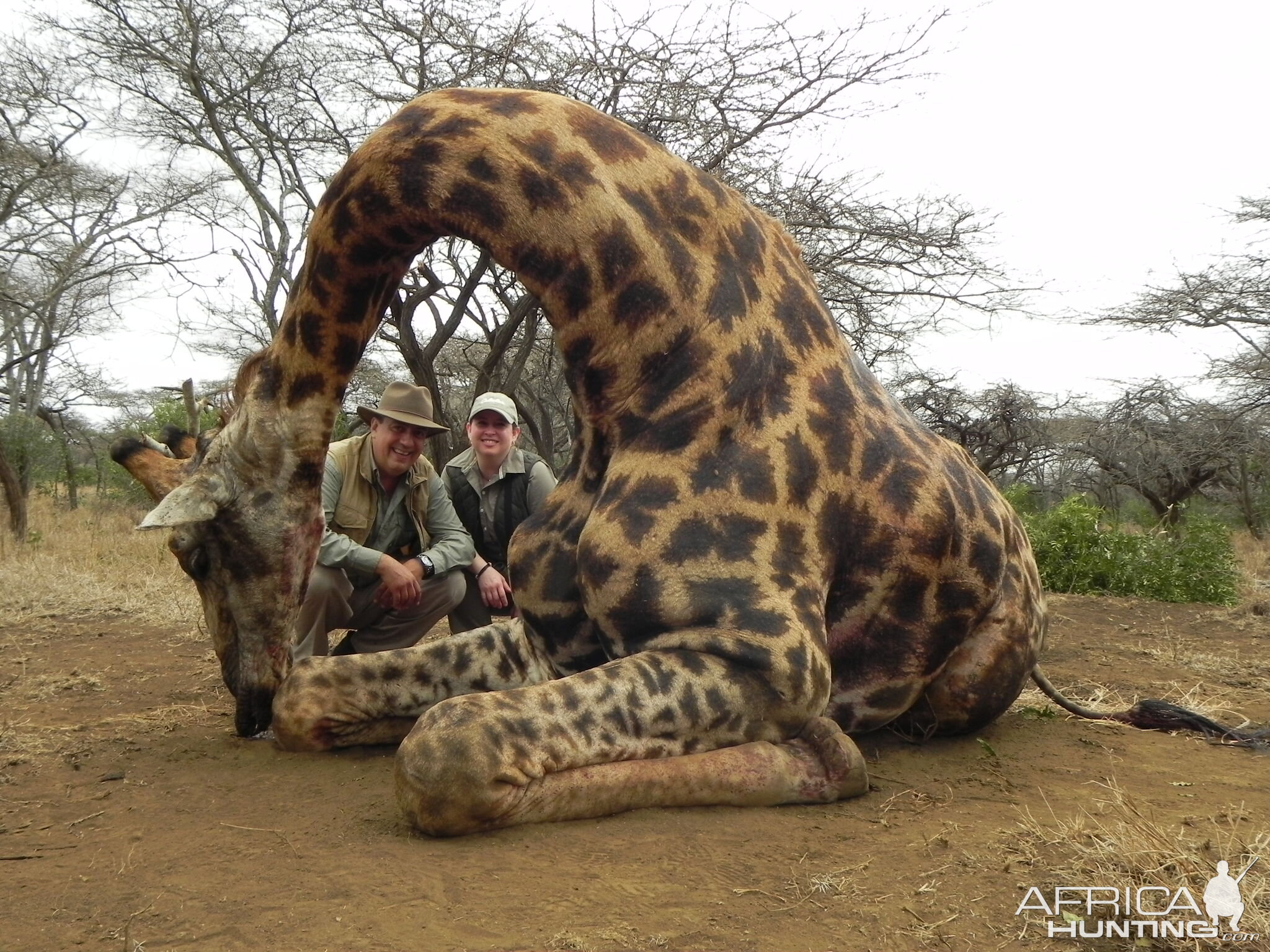 Hunting Giraffe with Wintershoek Johnny Vivier Safaris in SA