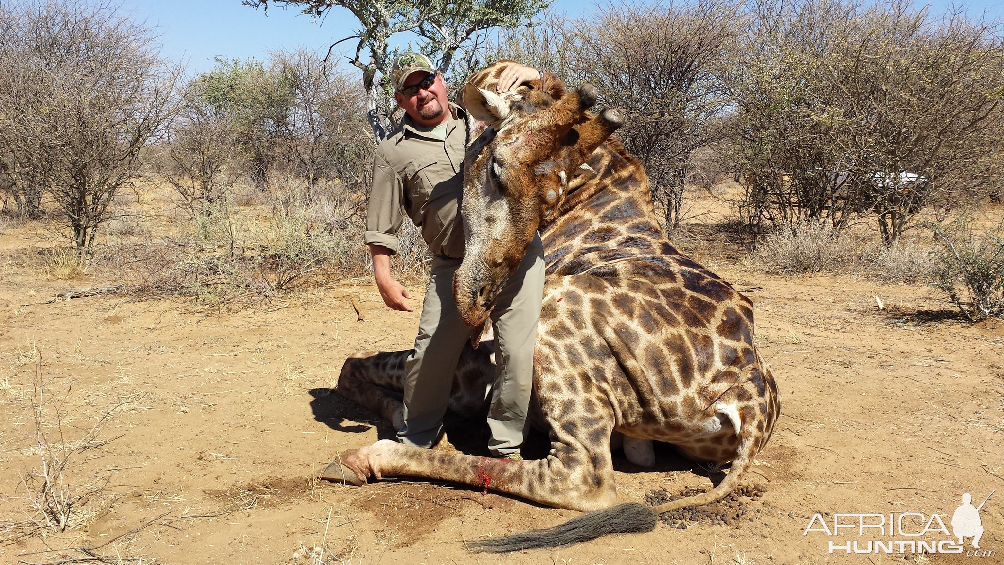 Hunting Giraffe