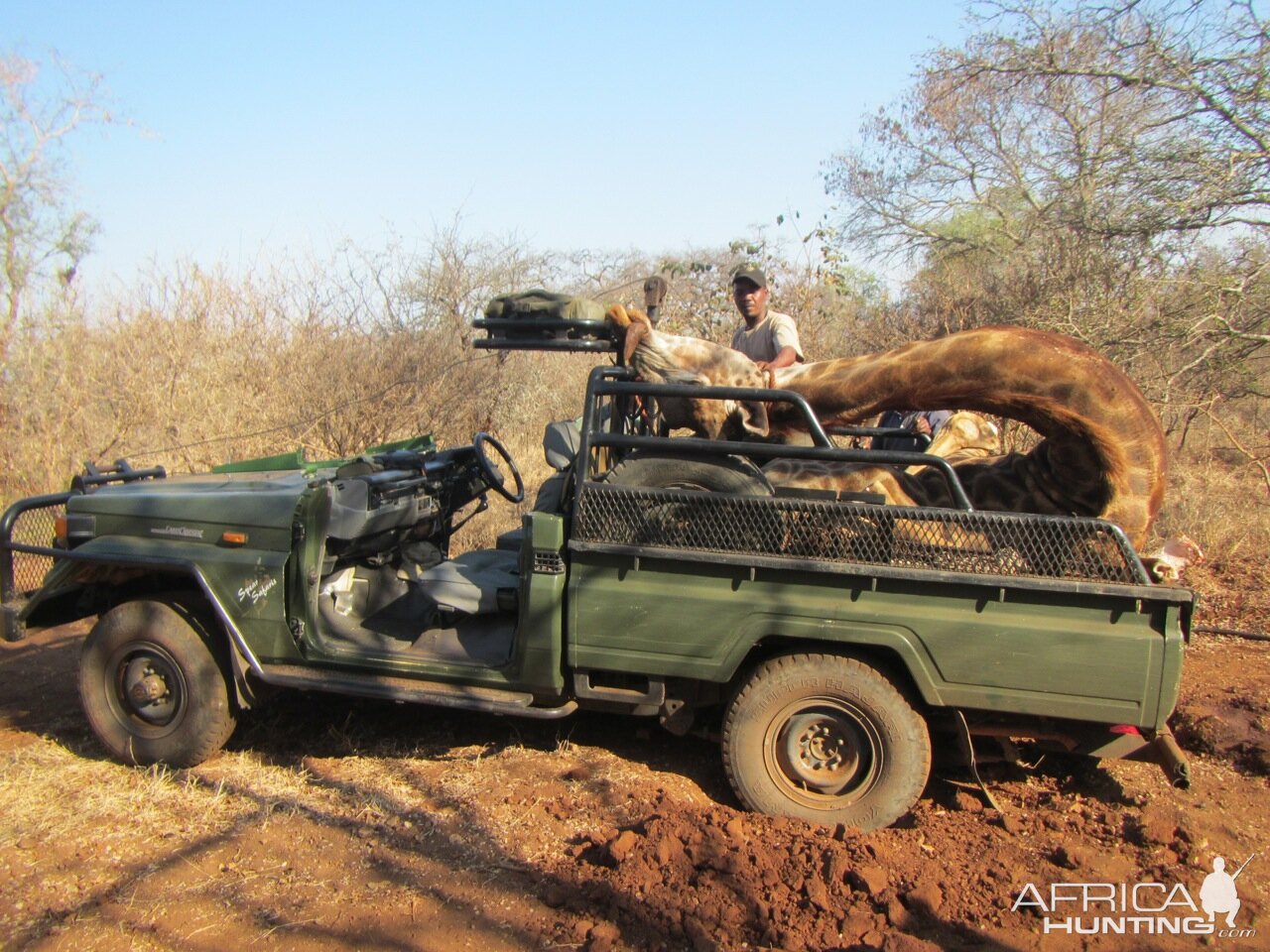 Hunting Giraffe