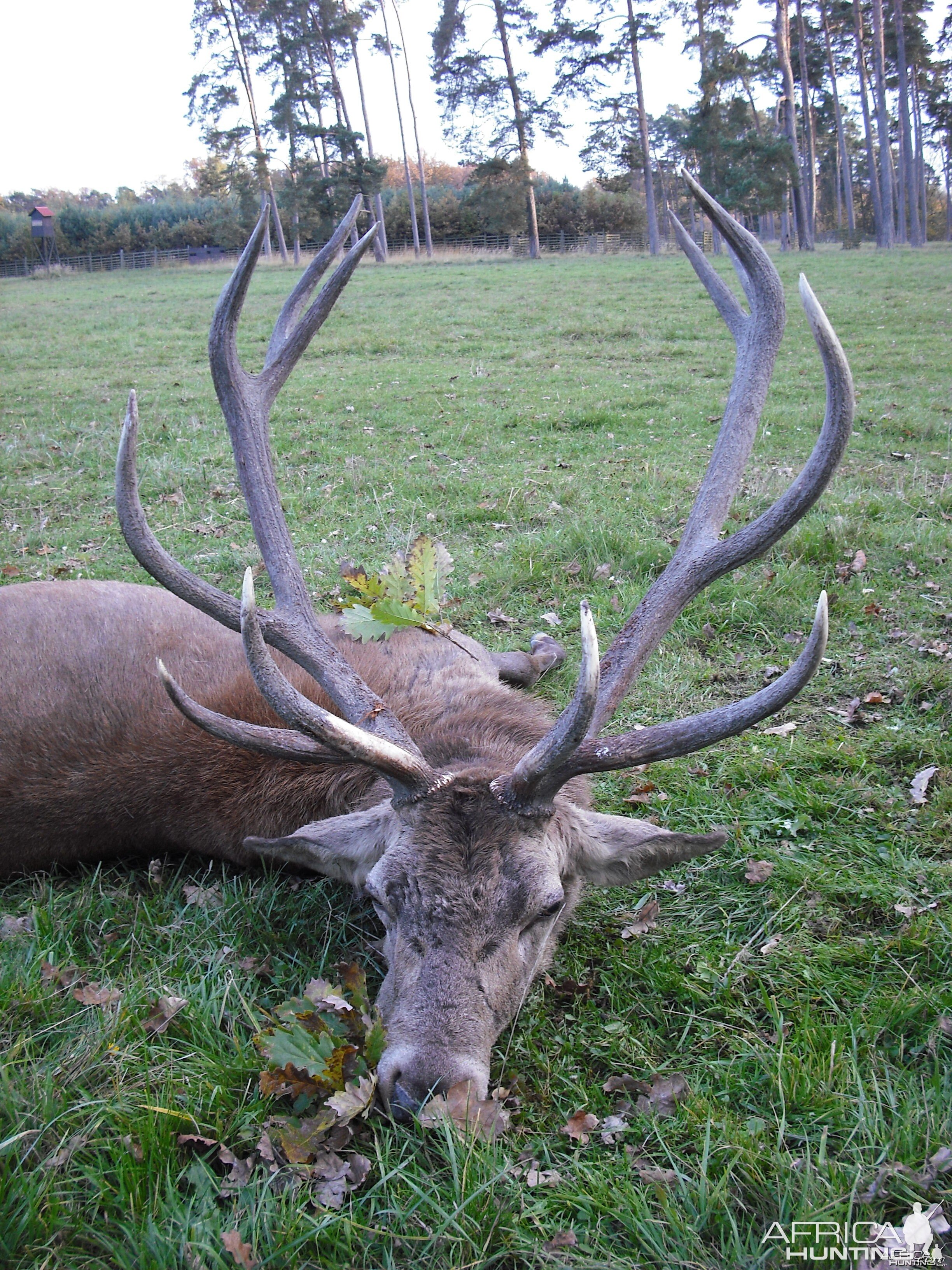 Gold medal 2025 red stag score