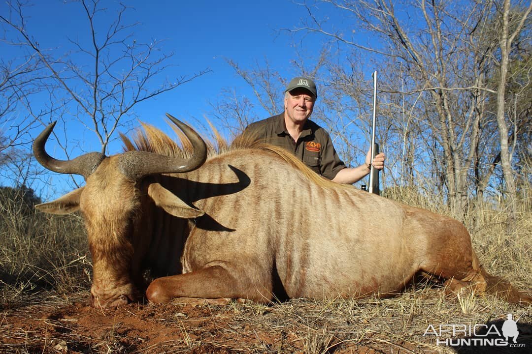 Hunting Golden Wildebeest in South Africa