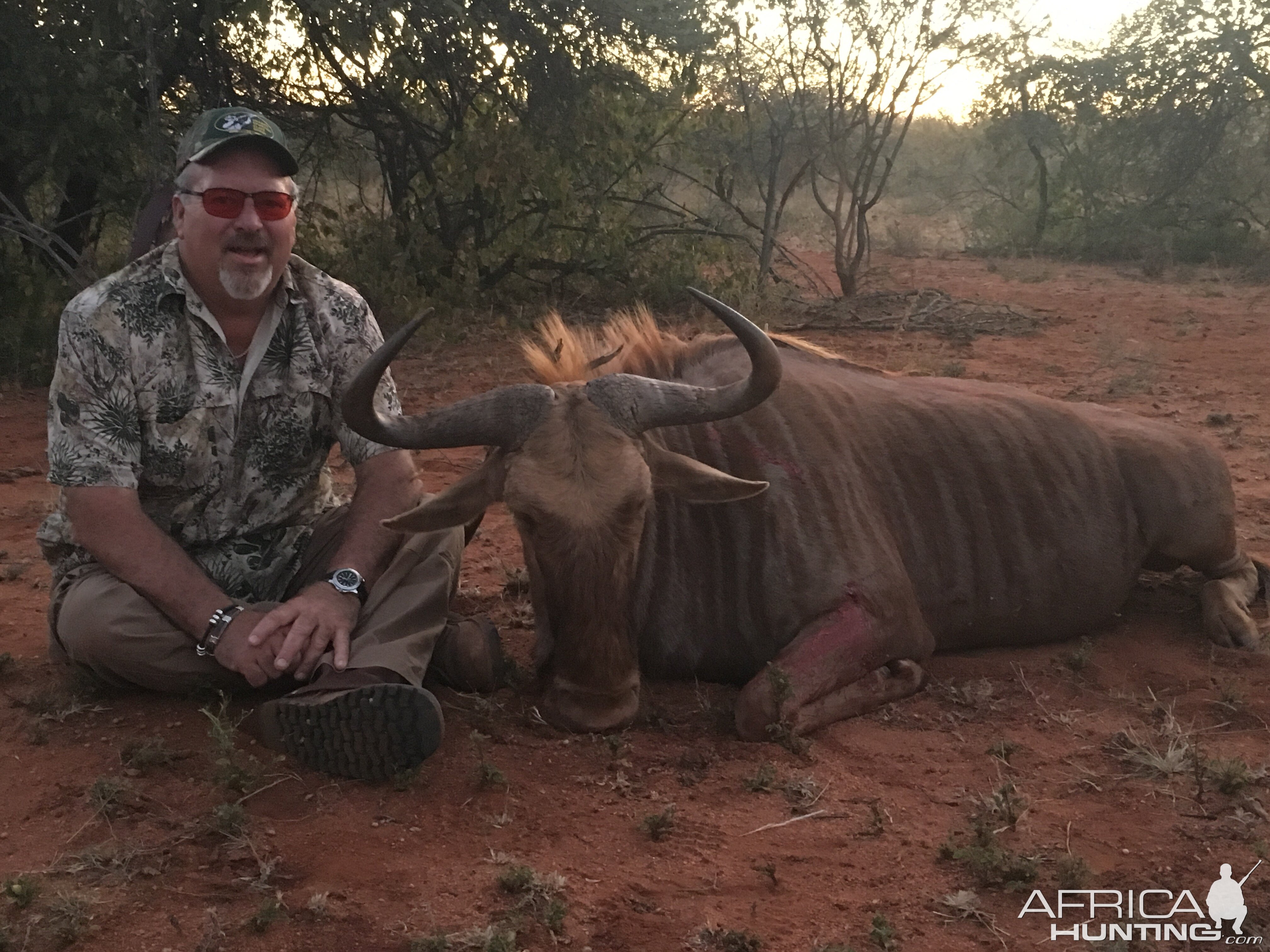 Hunting Golden Wildebeest in South Africa