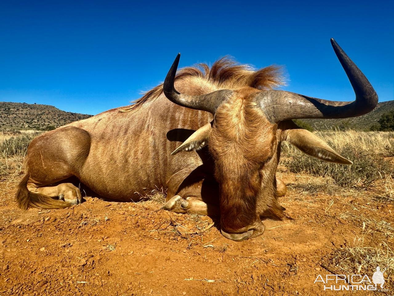 Hunting Golden Wildebeest