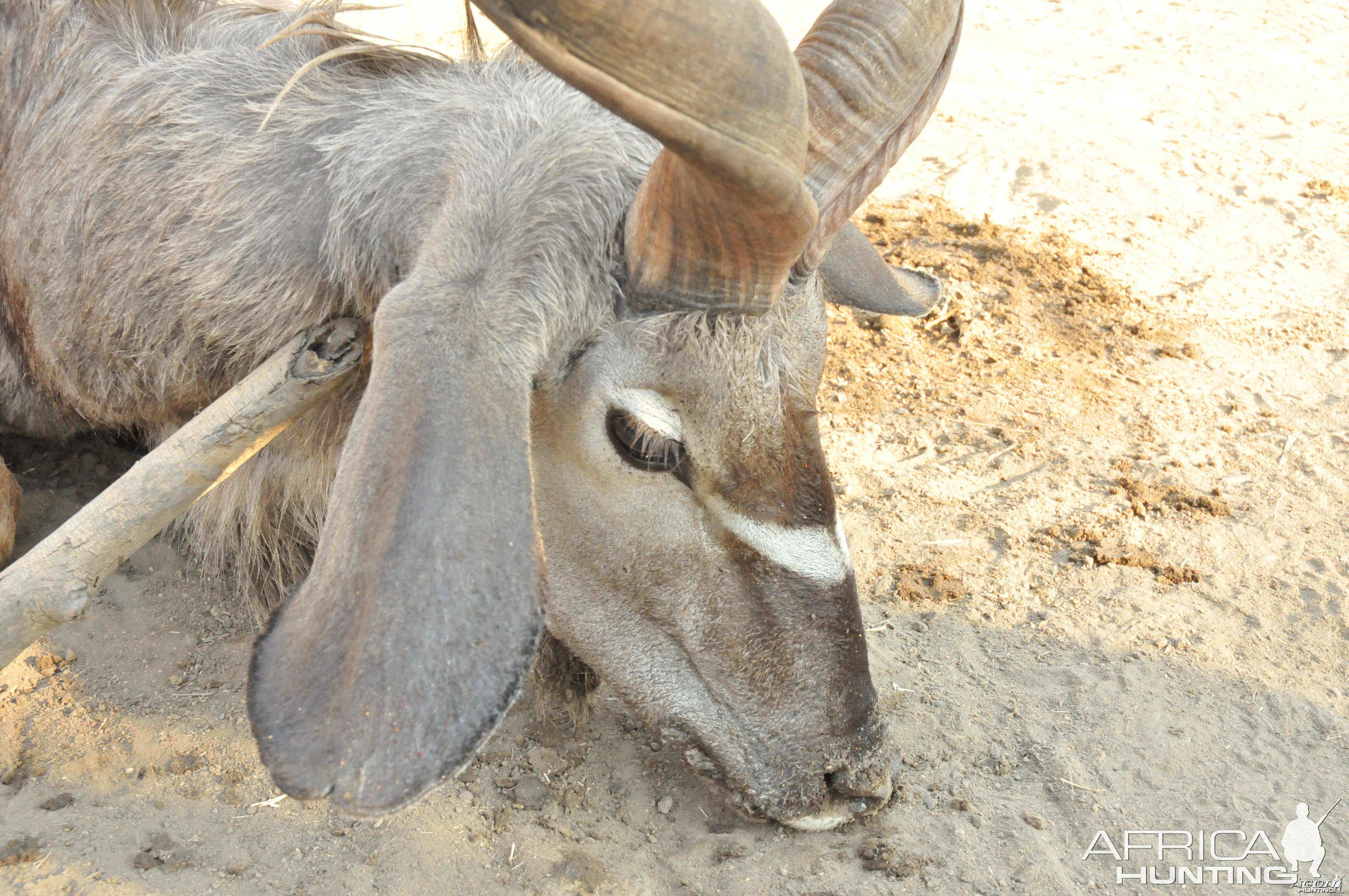 Hunting Greater Kudu in Namibia