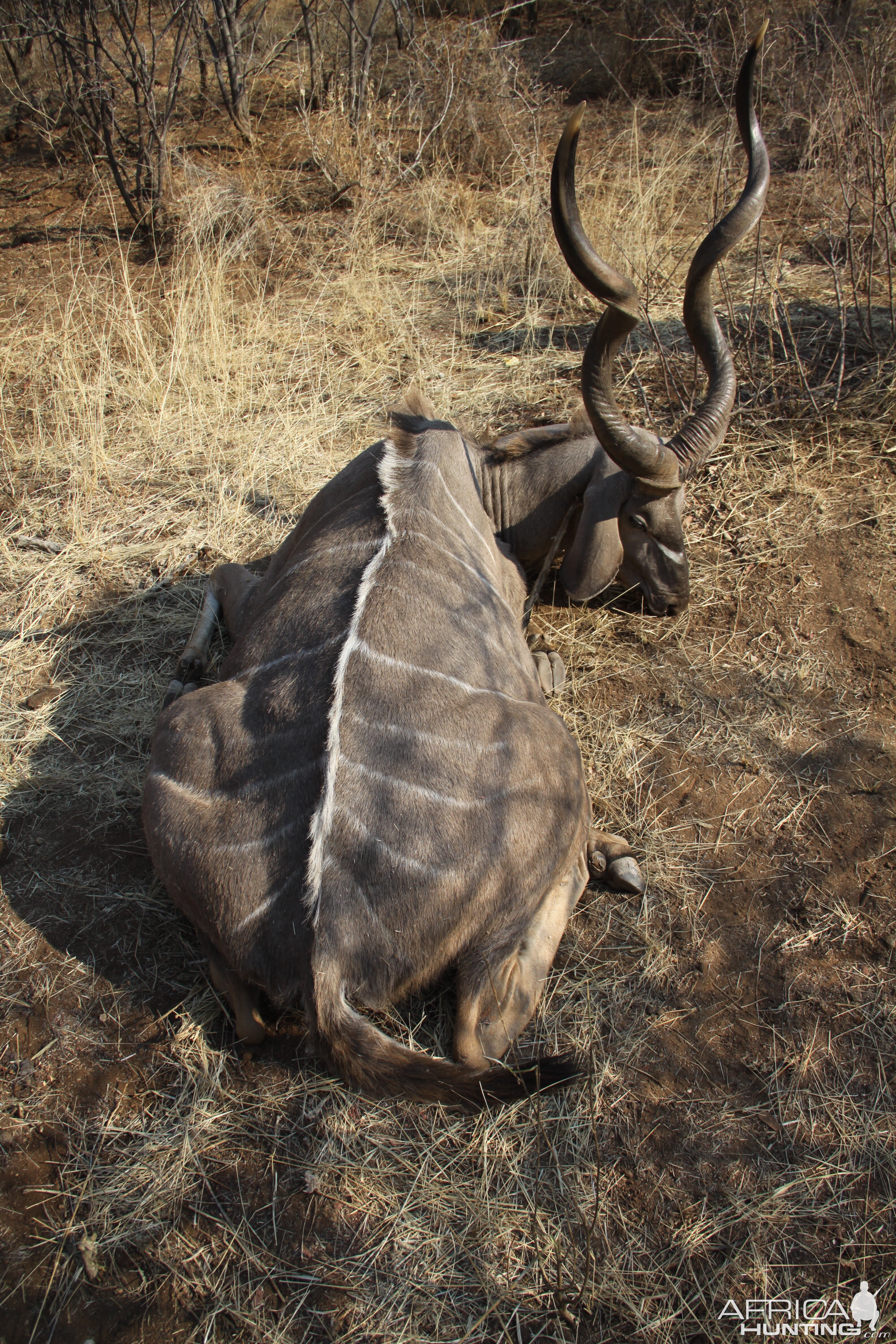 Hunting Greater Kudu in Namibia