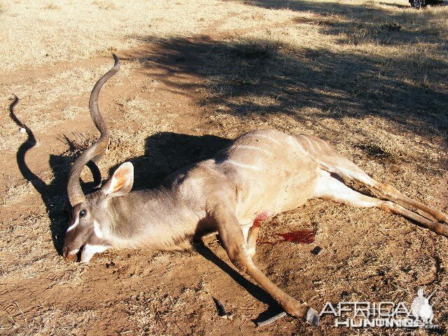 Hunting Greater Kudu in Namibia