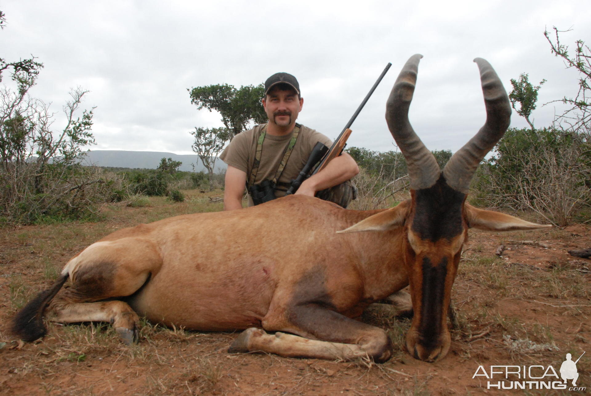 Hunting Hartebeest