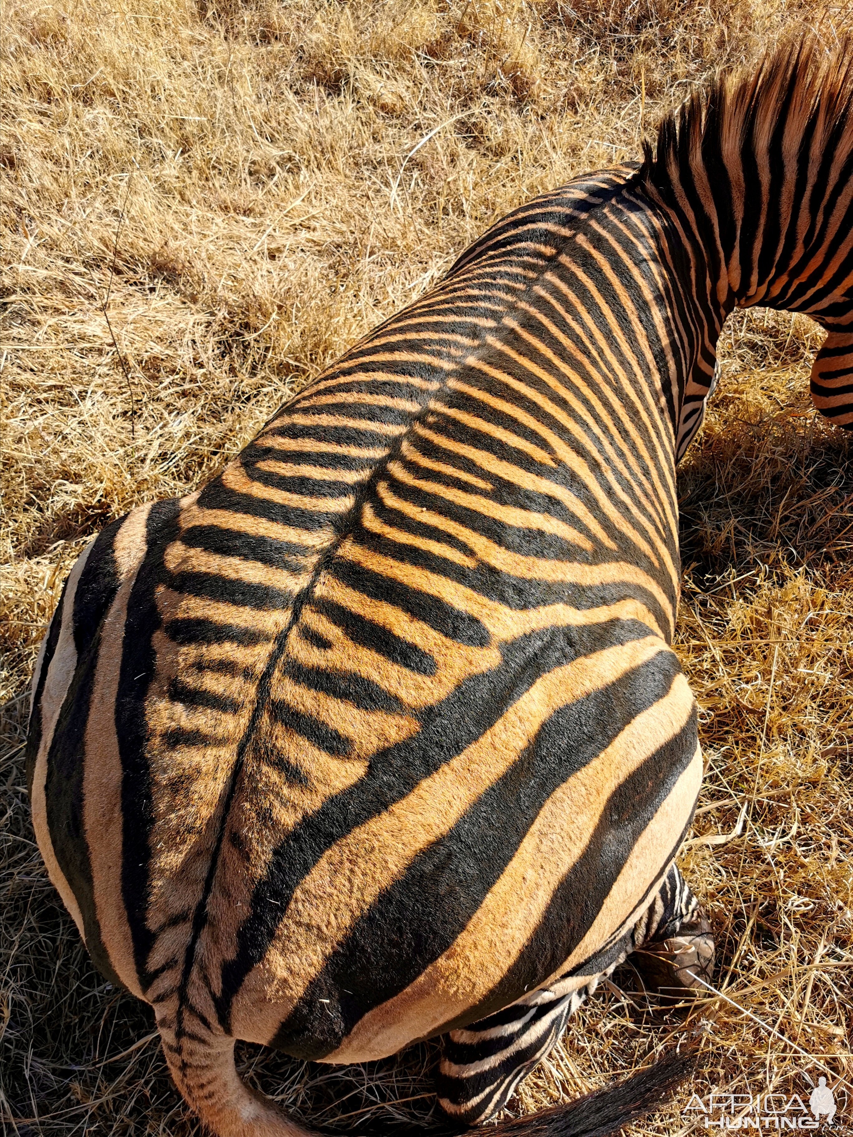 Hunting Hartmann's Mountain Zebra in South Africa