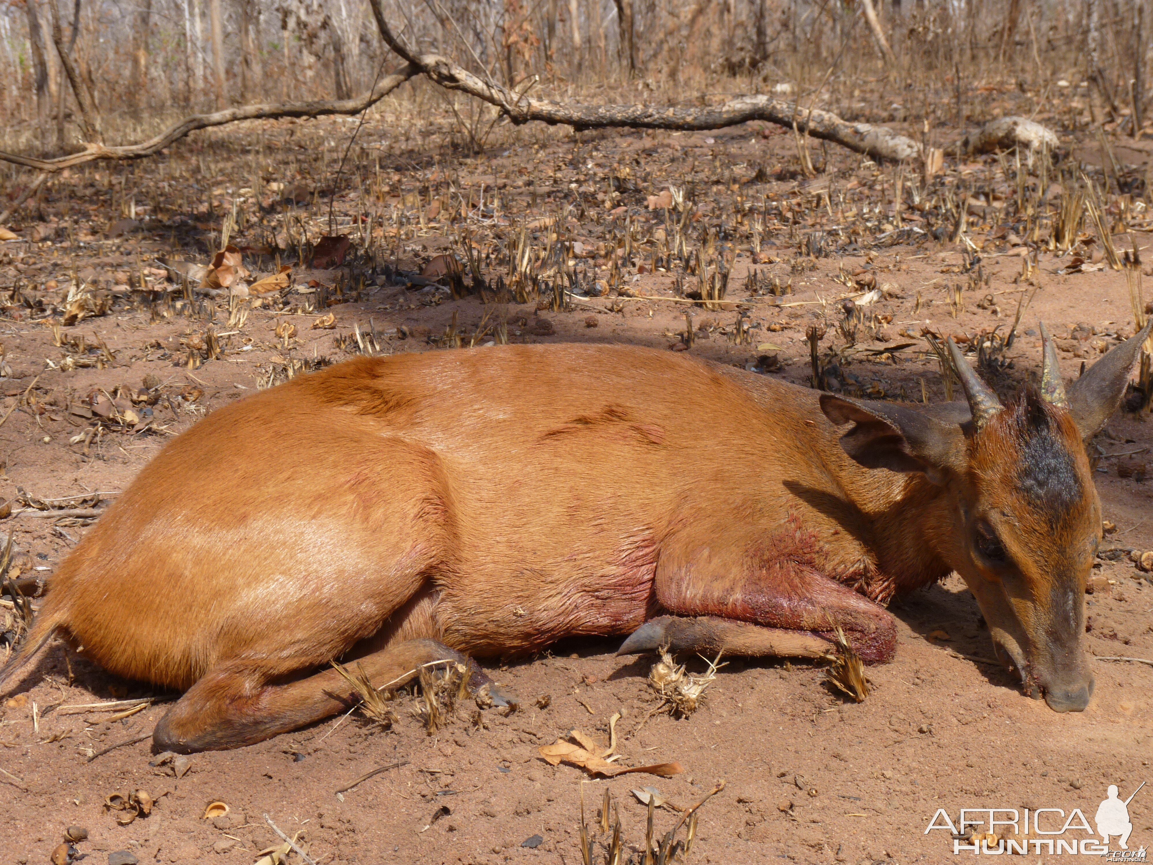 Hunting Harvey Duiker in Tanzania