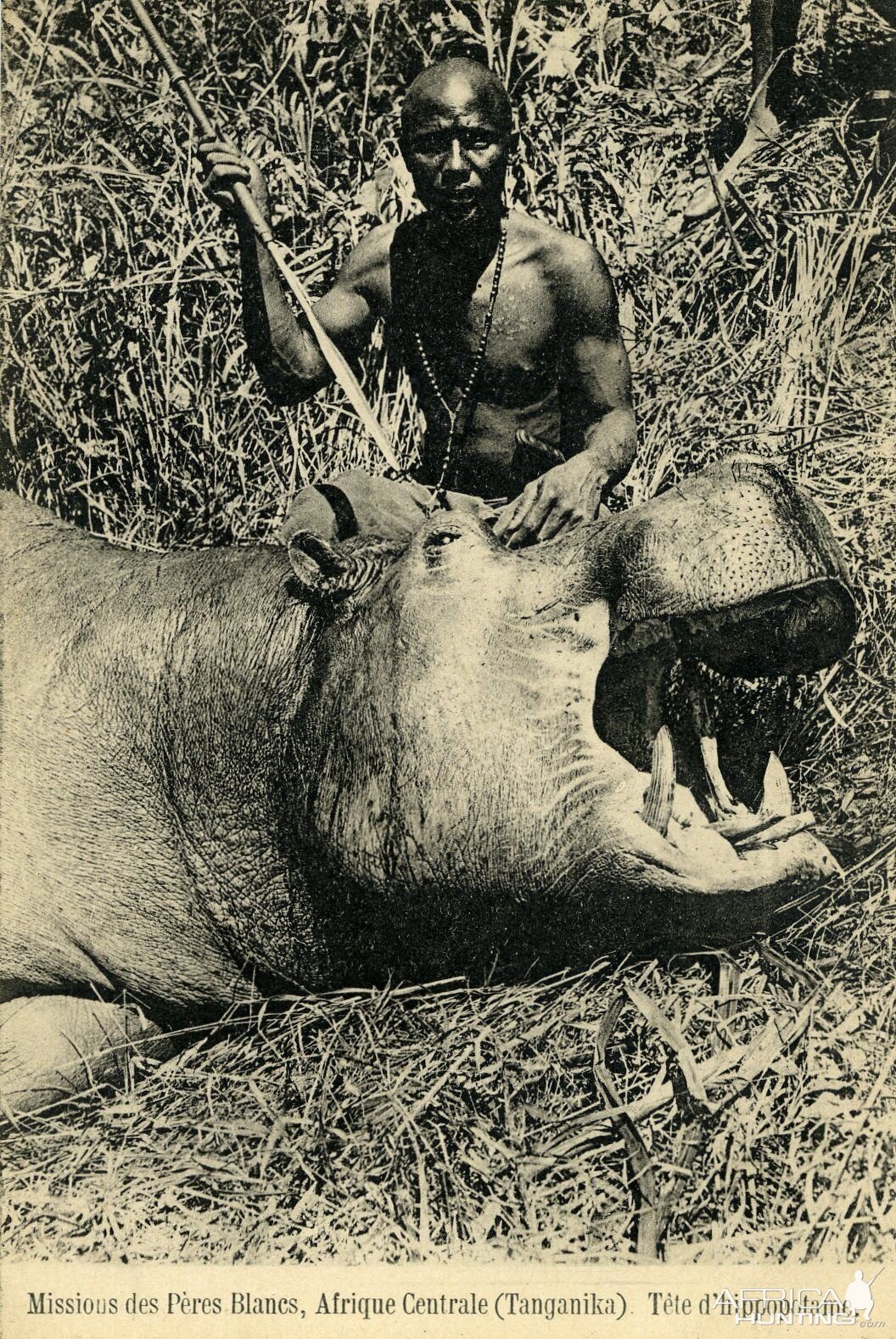 Hunting Hippo in Central Africa