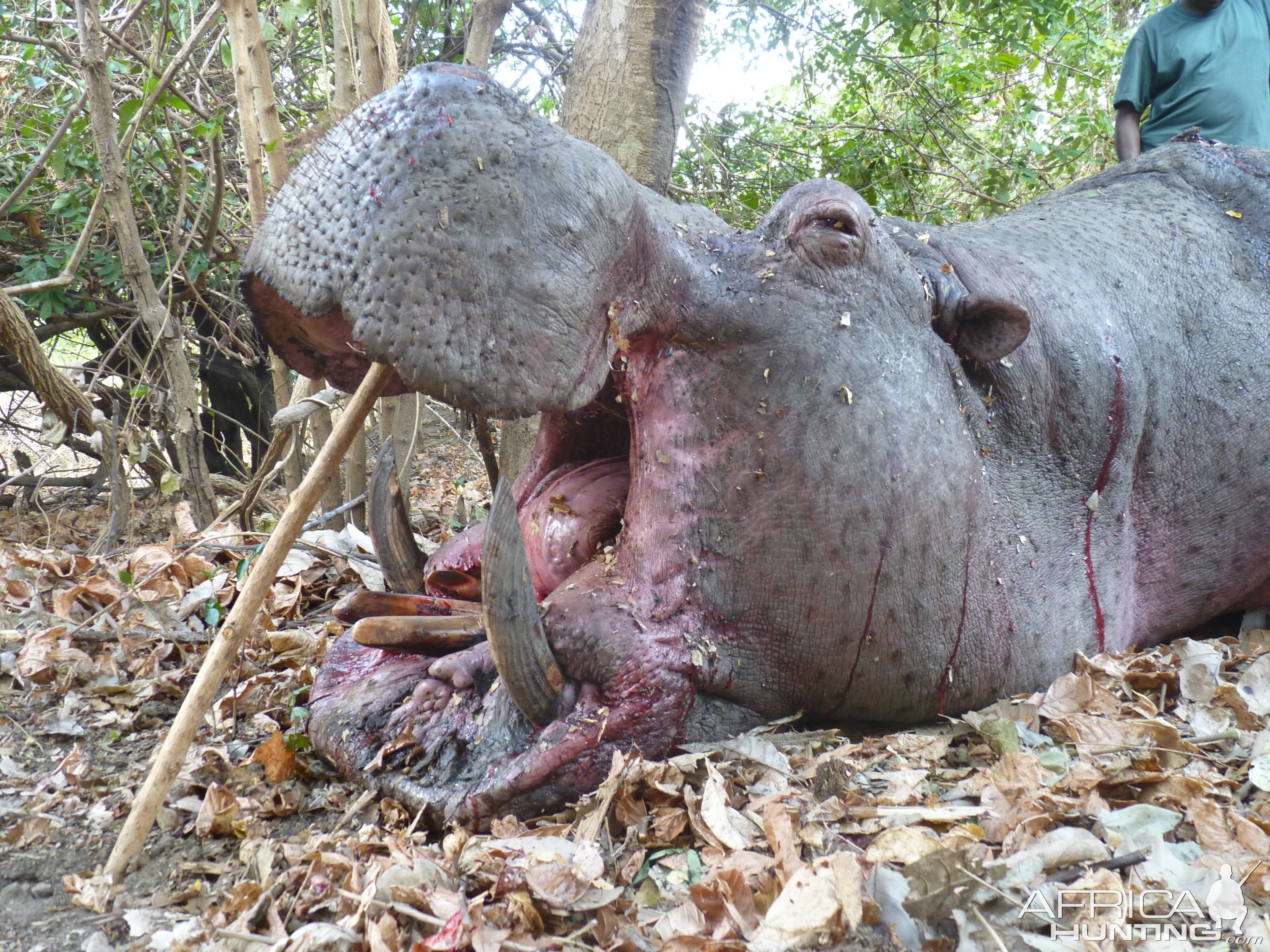 Hunting Hippo in Tanzania