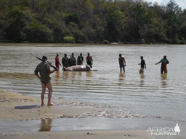 Hunting Hippo