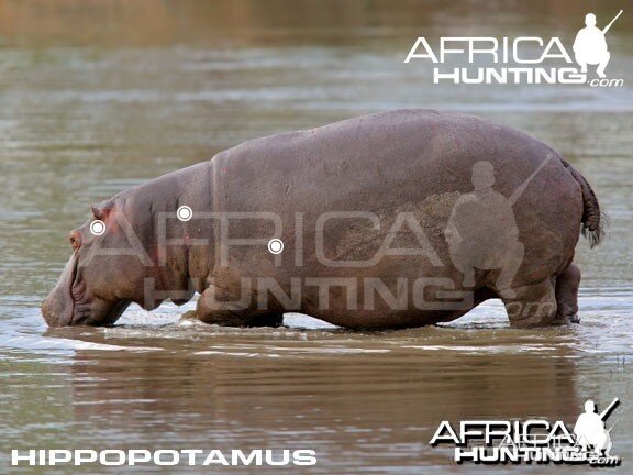 Hunting Hippopotamus Shot Placement