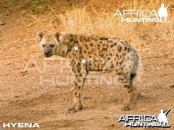 Hunting Hyena Shot Placement