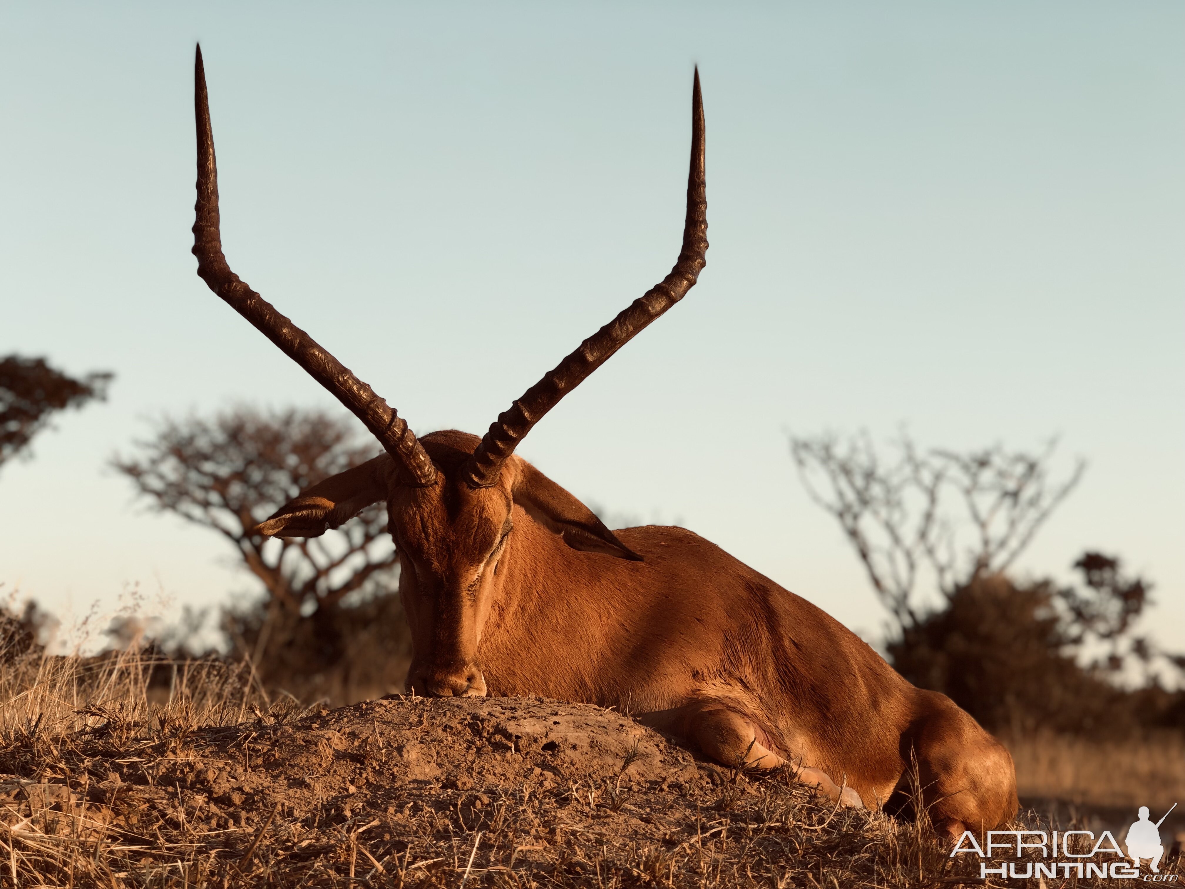 Hunting Impala in South Africa