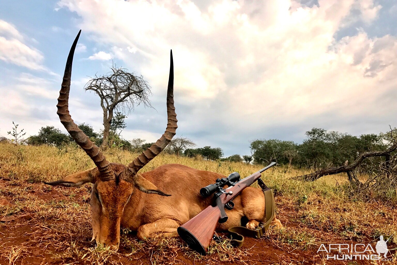 Hunting Impala in South Africa