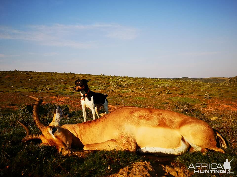 Hunting Impala in South Africa