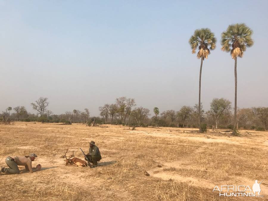 Hunting Impala in Zimbabwe