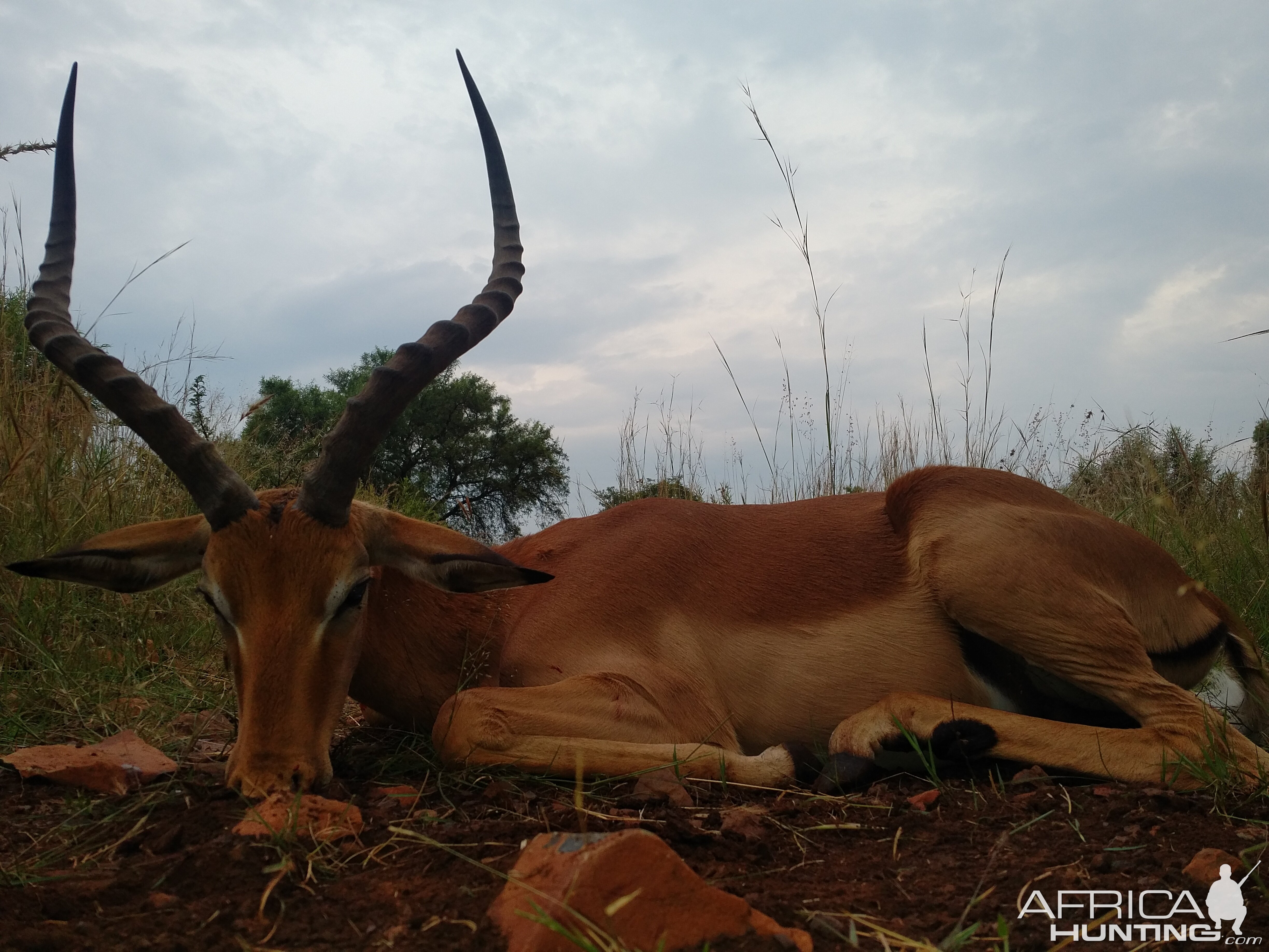 Hunting Impala South Africa