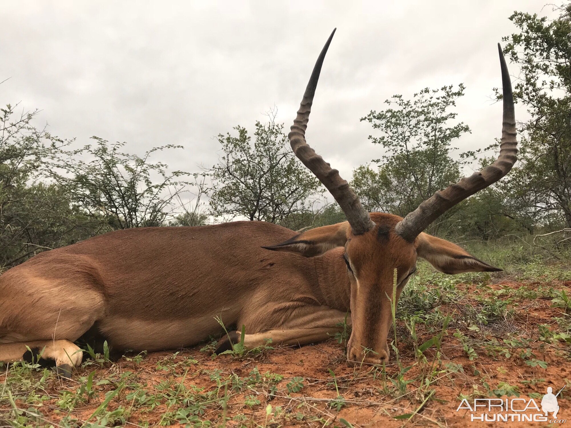 Hunting Impala South Africa