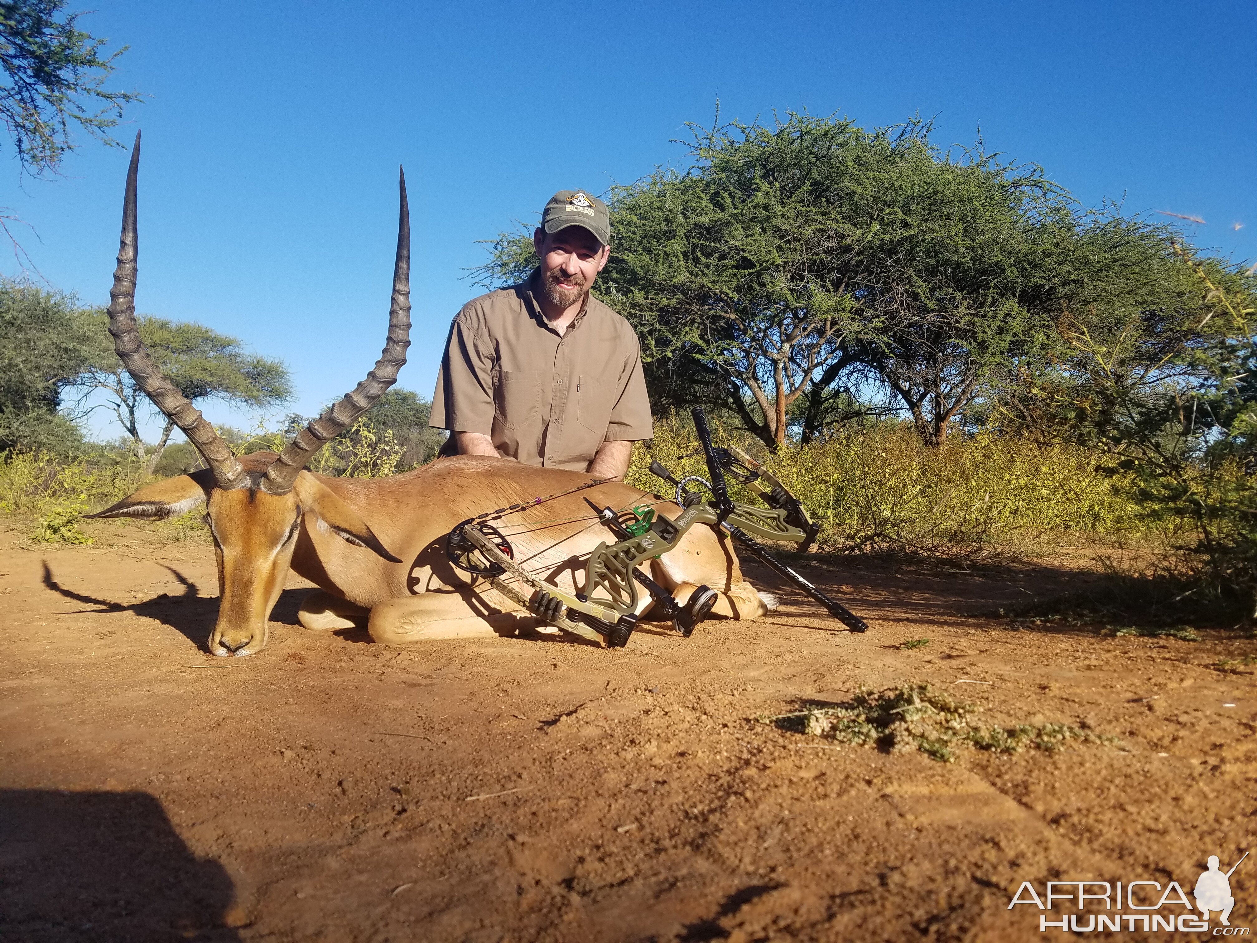 Hunting Impala