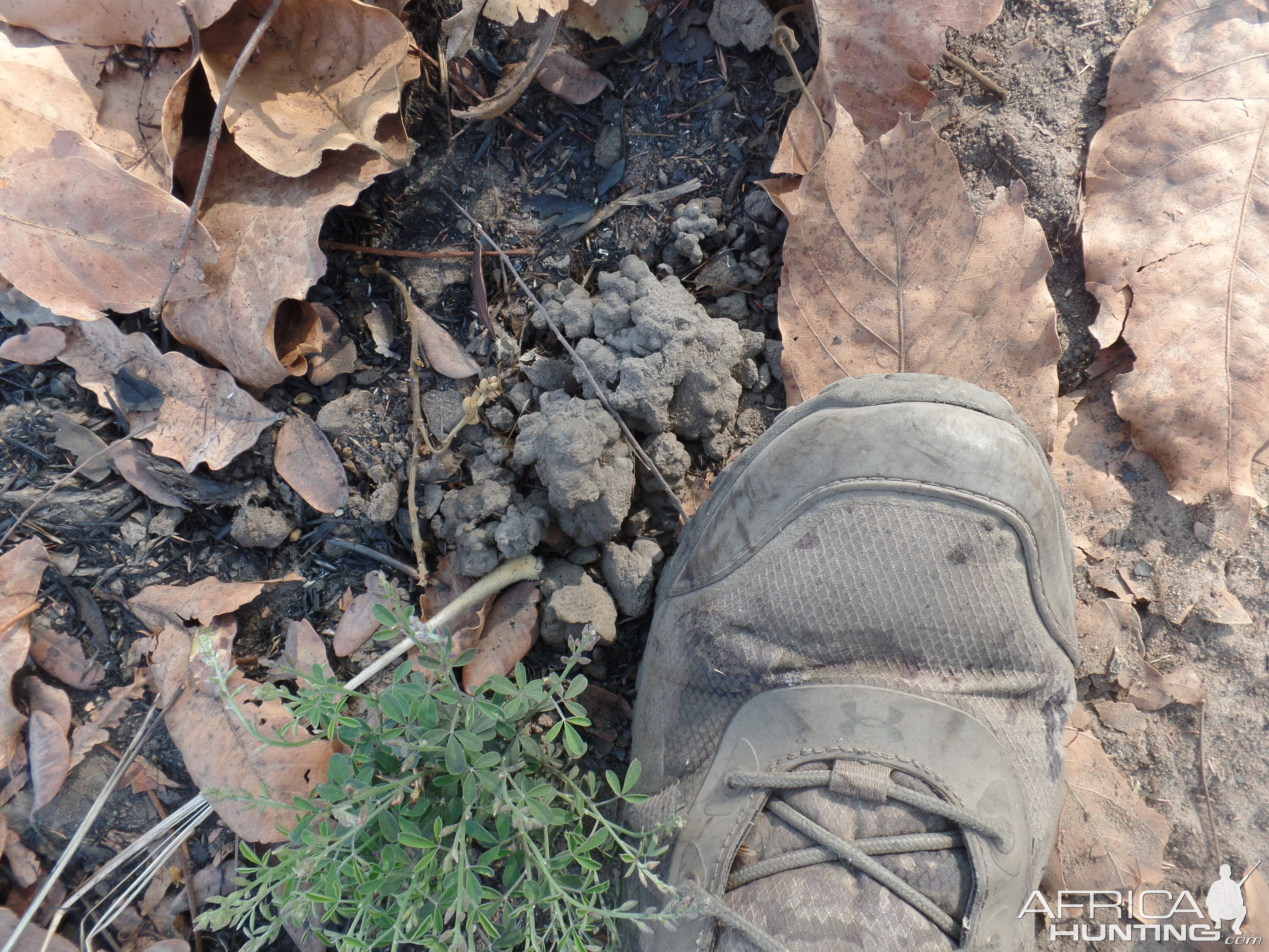 Hunting In Cameroon