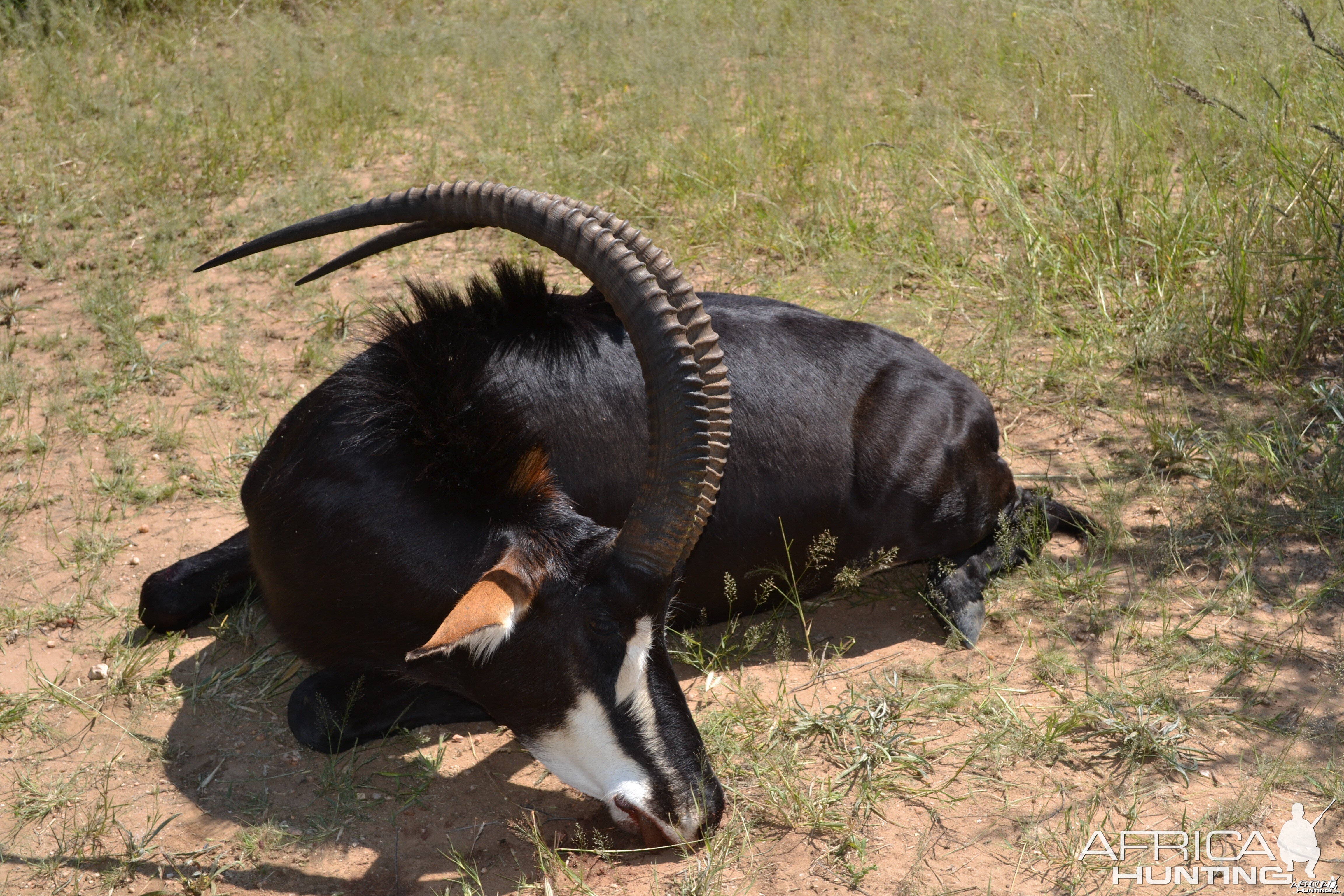 Hunting in Namibia