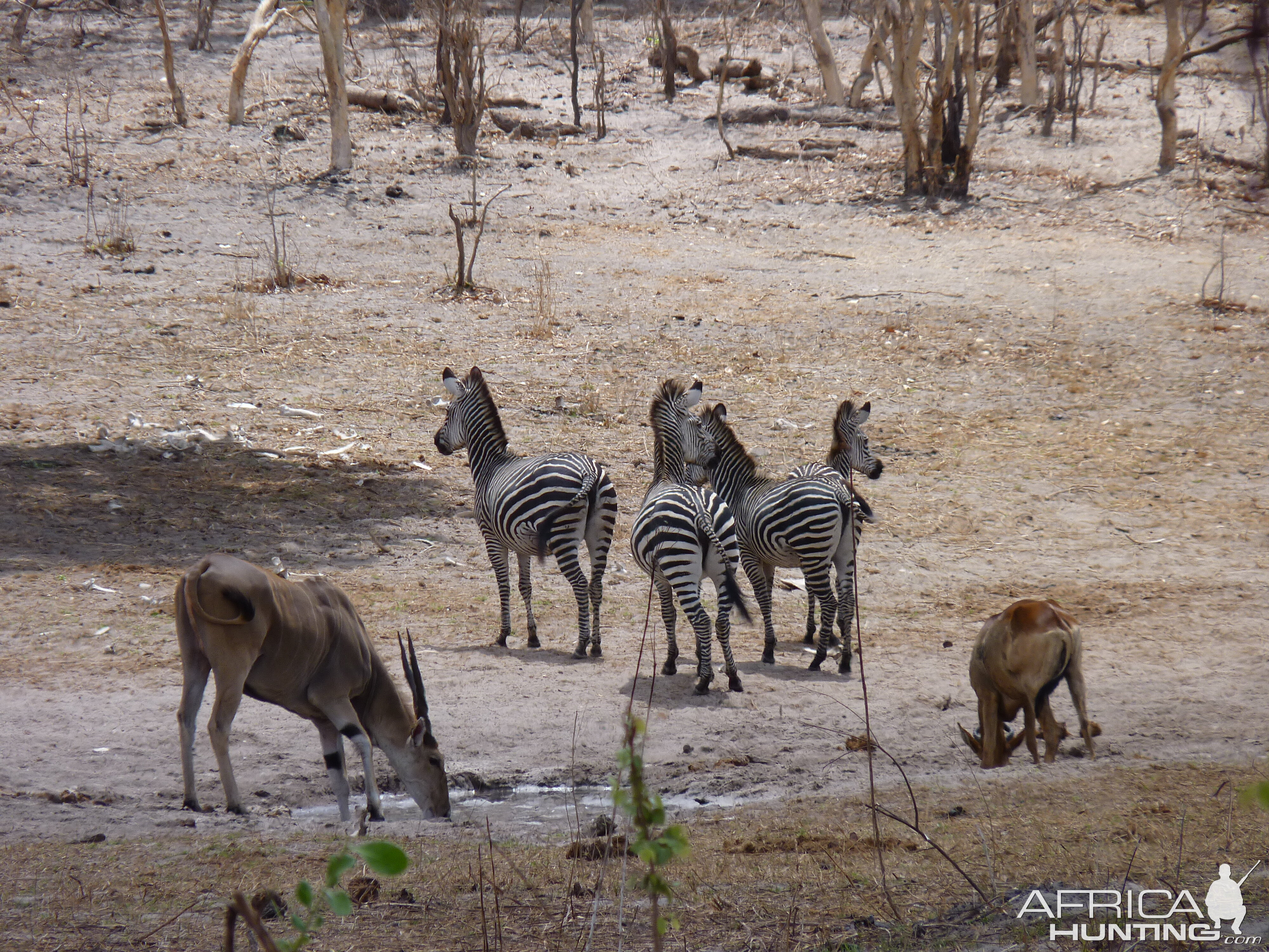 Hunting in Tanzania