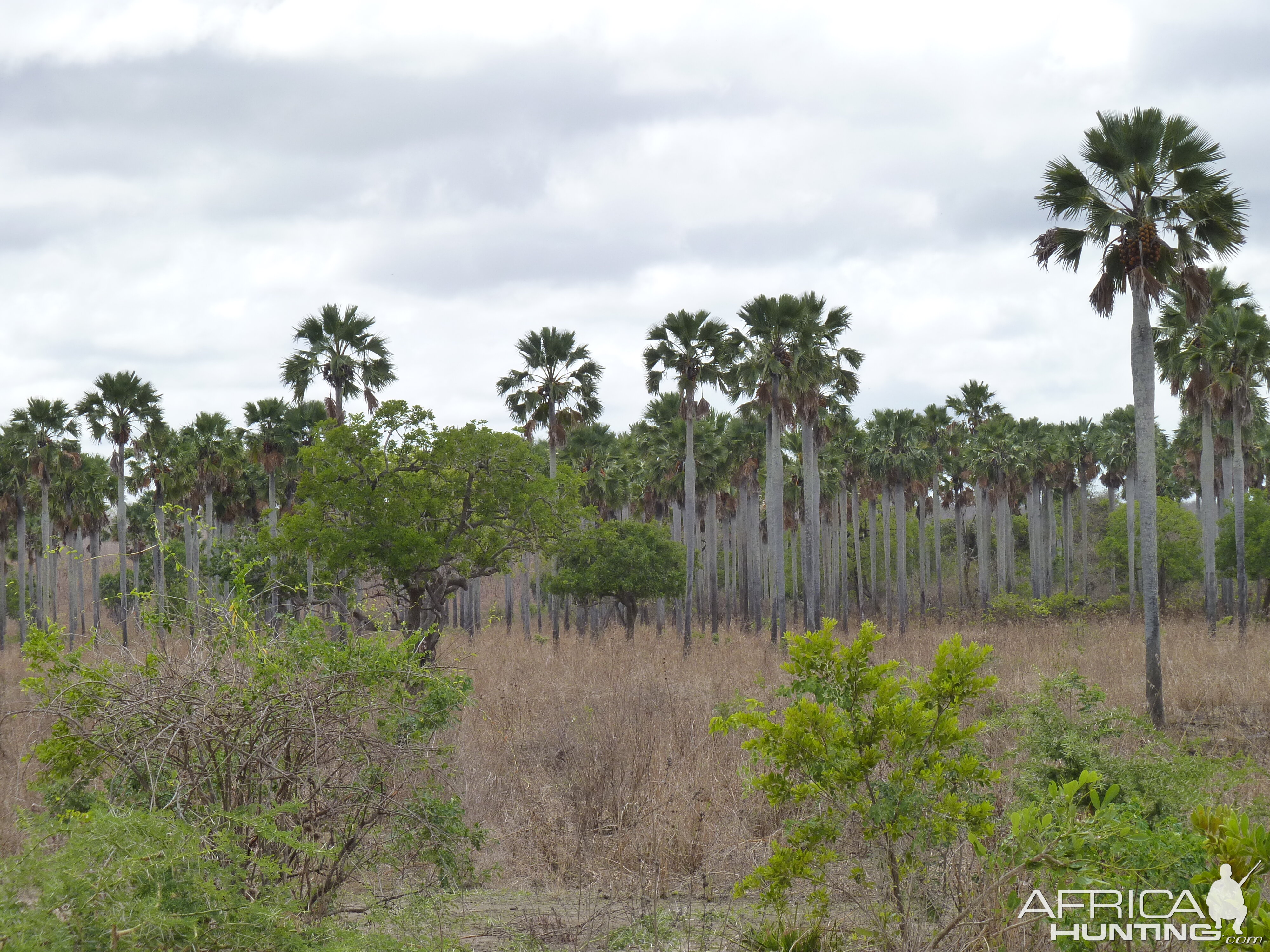 Hunting in Tanzania