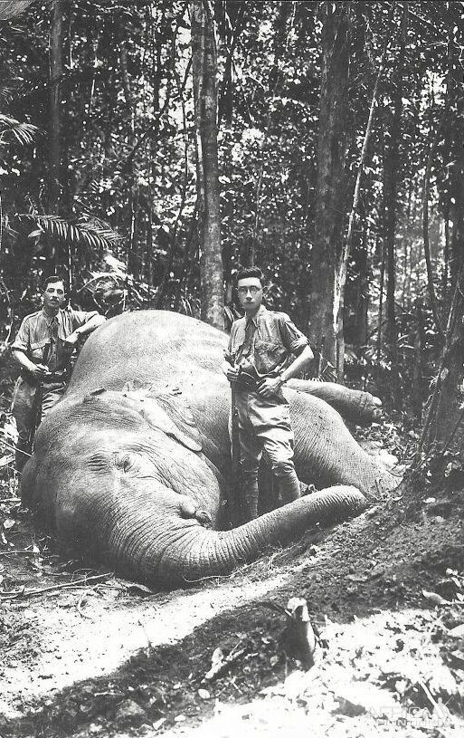 Hunting Indian Elephant