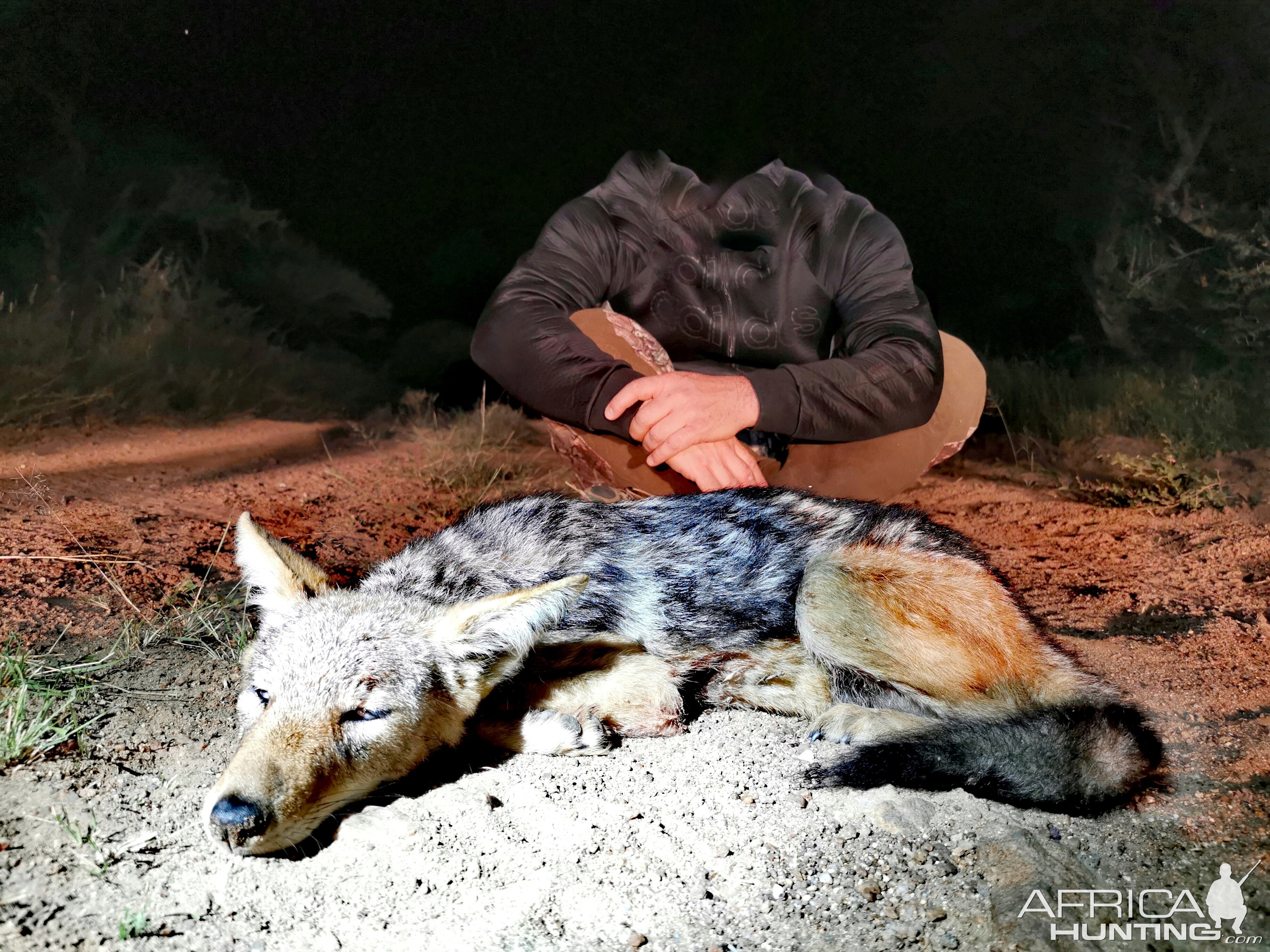 Hunting Jackal in South Africa